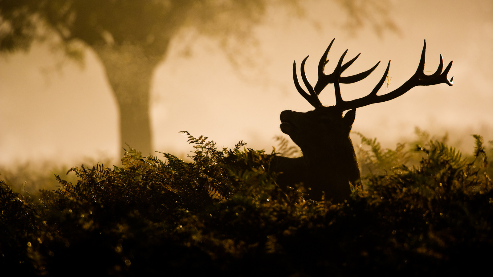 Before Baking Powder, There Were Antlers