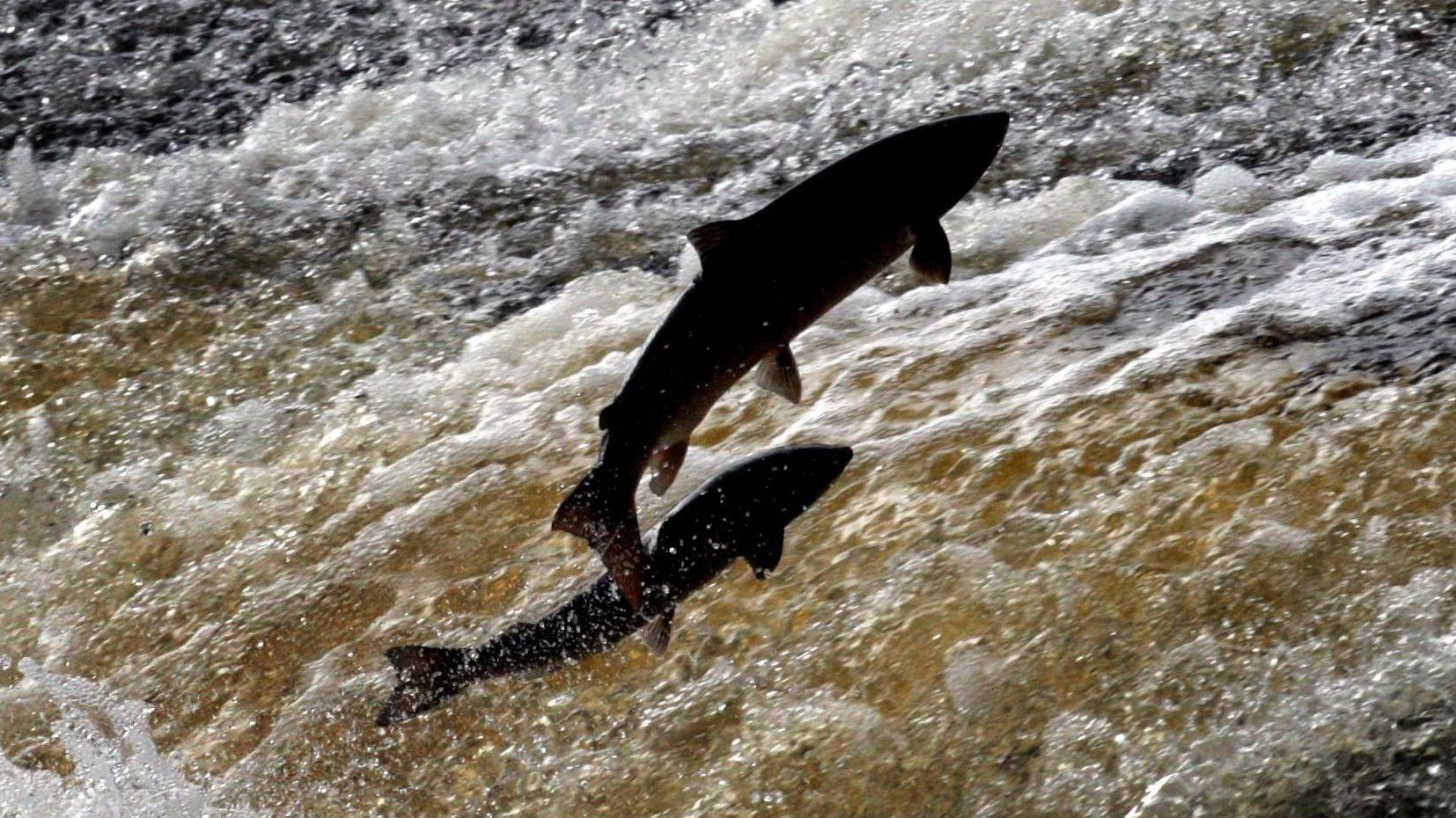 Sea trout and salmon numbers declining in rivers