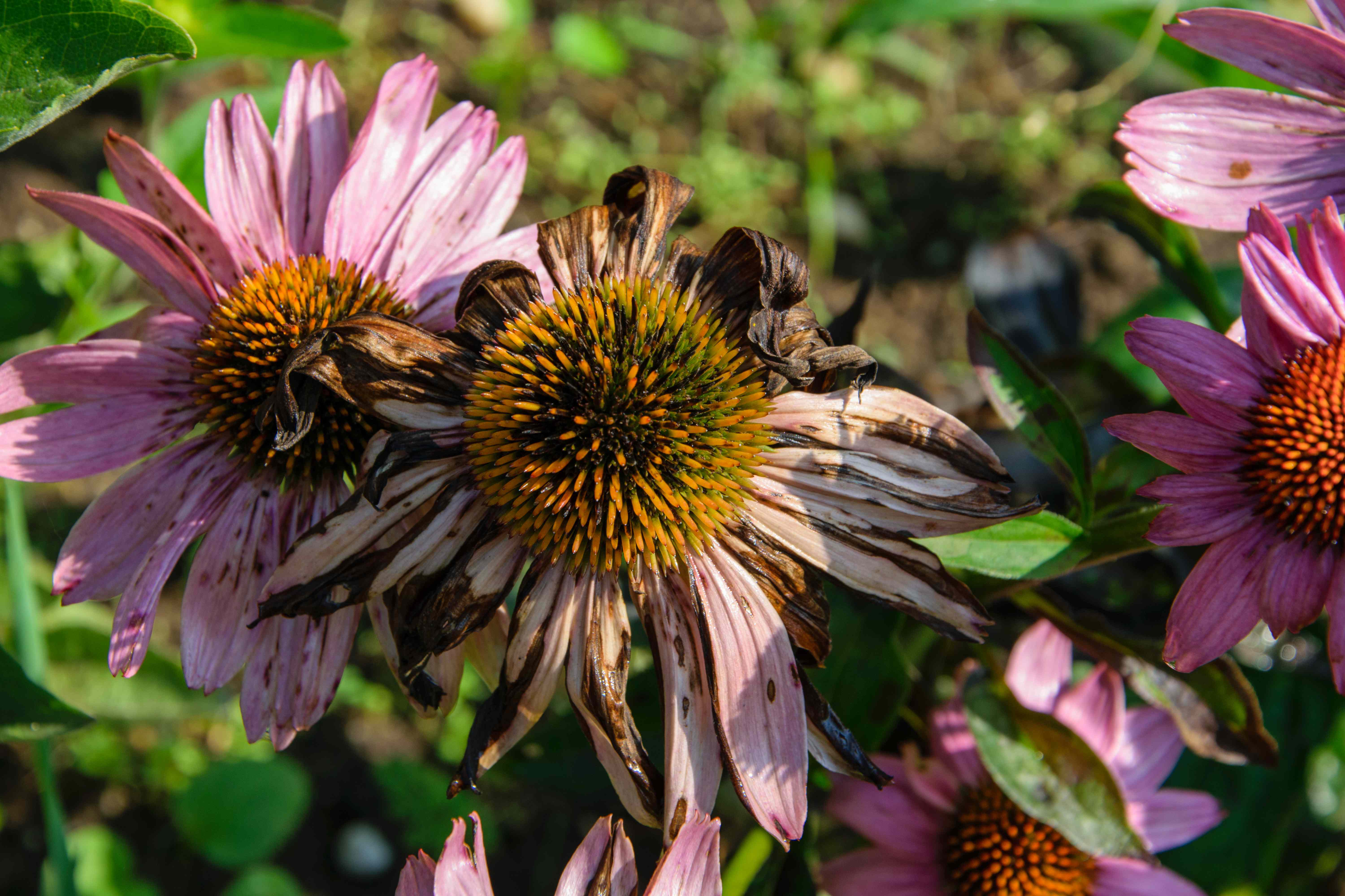 Should You Let Your Coneflower Go to Seed? Gardeners Say It Depends on This One Thing
