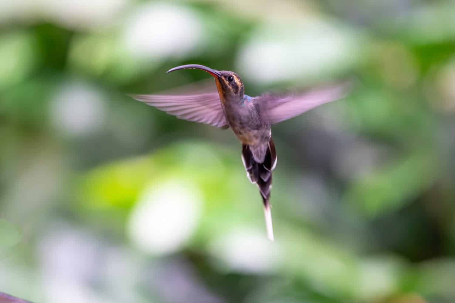 tiny-acrobats-the-surprising-physics-of-hummingbird-migration-aol