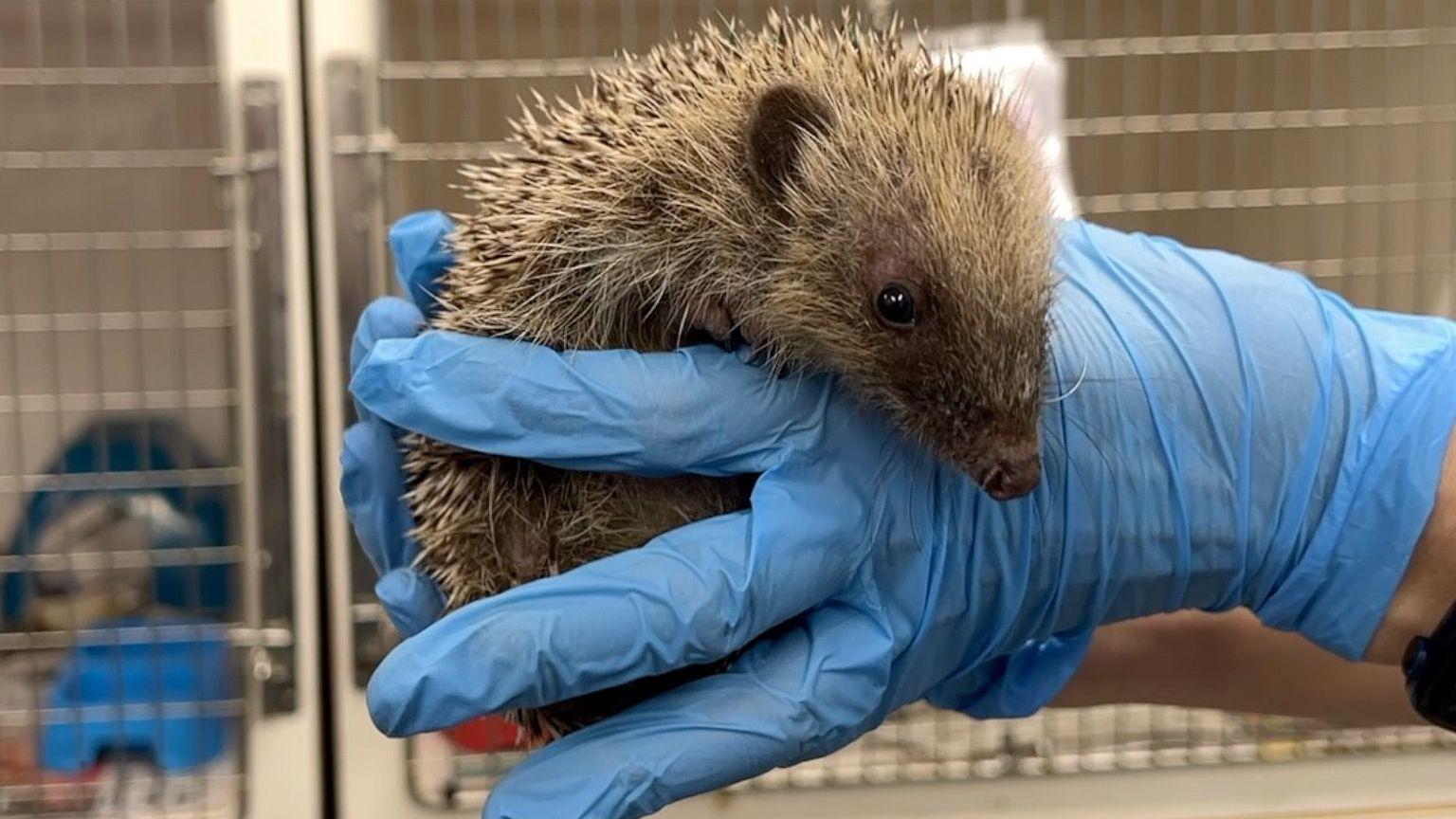 Record number of hedgehogs taken in by rescue centre