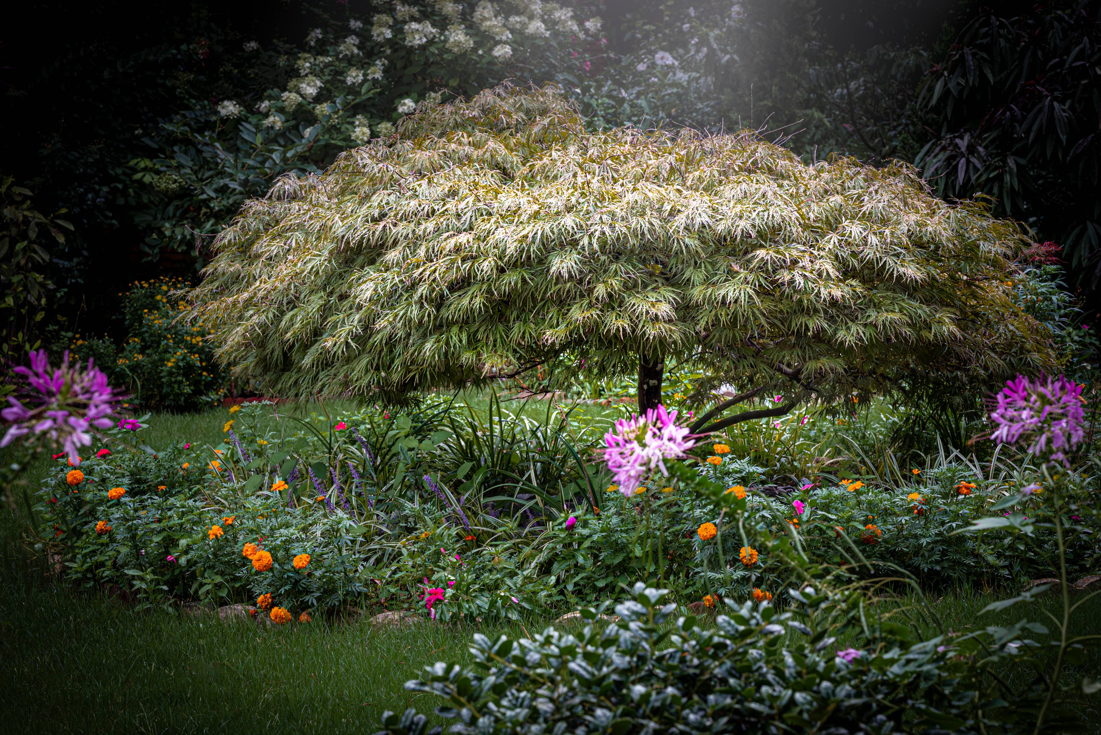 discover-the-perfect-low-maintenance-tree-for-small-yards-japanese