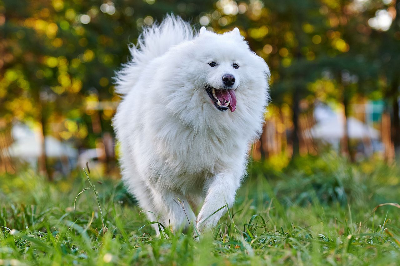New Photo - All About the Fluffy, Cat-Loving Samoyed, the Breed of Travis Kelce and Taylor Swift’s New Dog