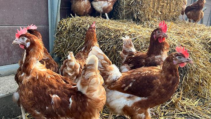 Chicken droppings gas plant proposal to be decided