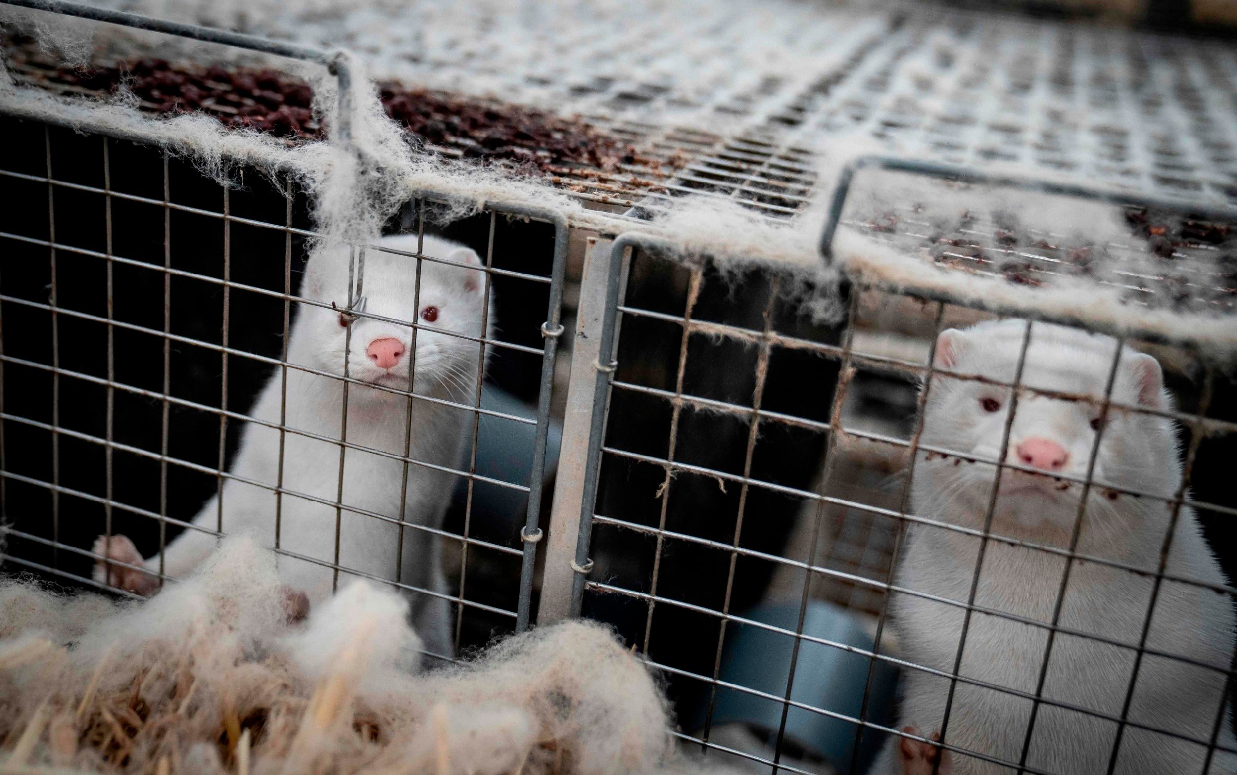H5N1 hits US mink farms, sparking calls for an urgent cull