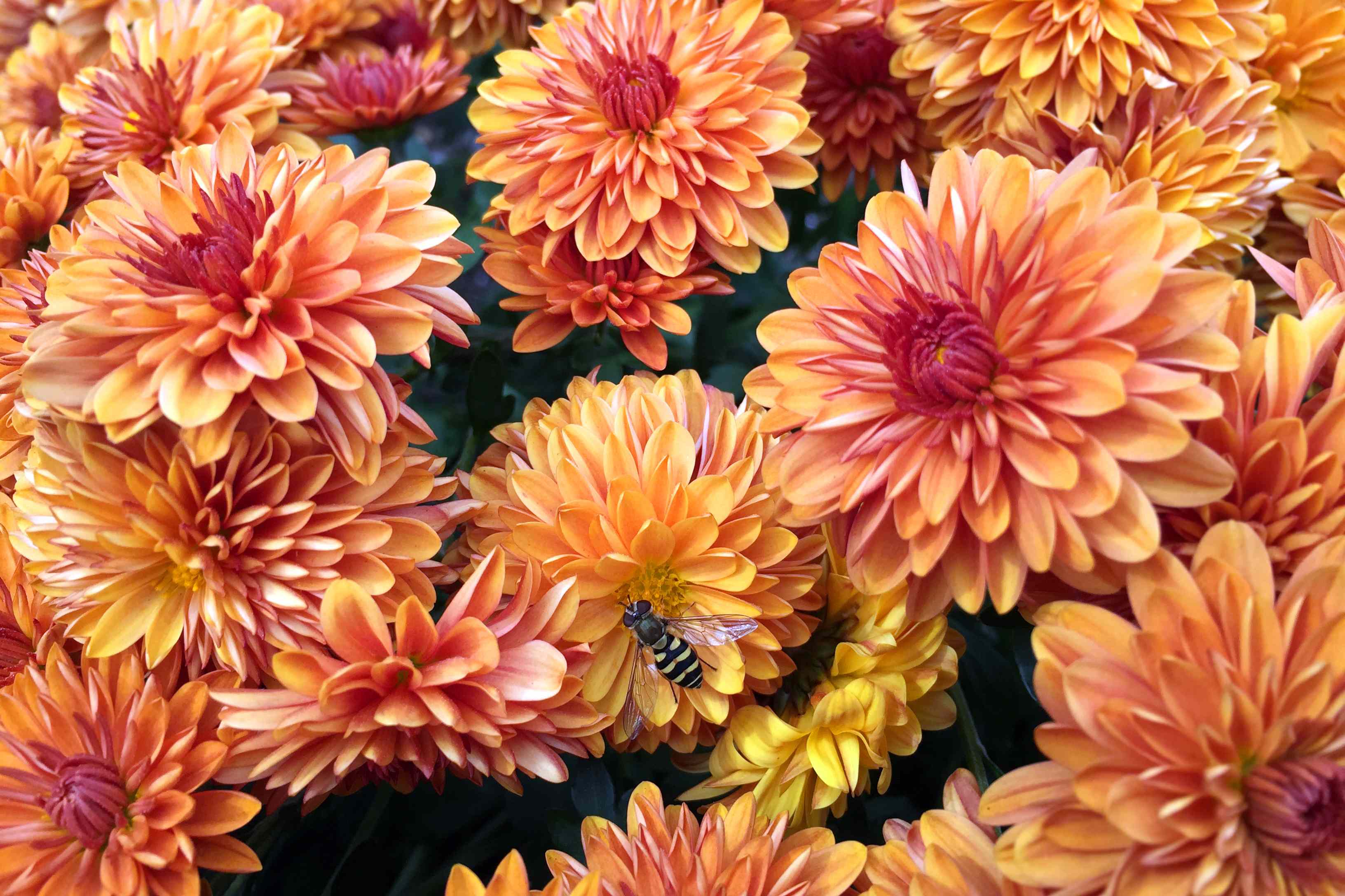 Garden Pros Say Mums Are Actually So Overrated—Plant This Other Fall Flower Instead