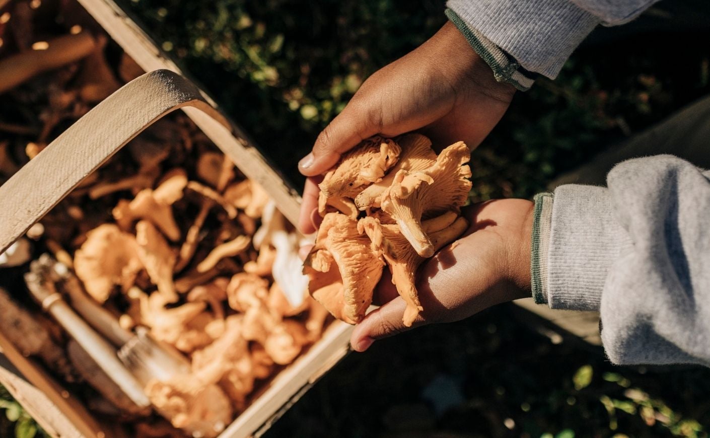 What Foraging Can Teach Us About a Changing Climate