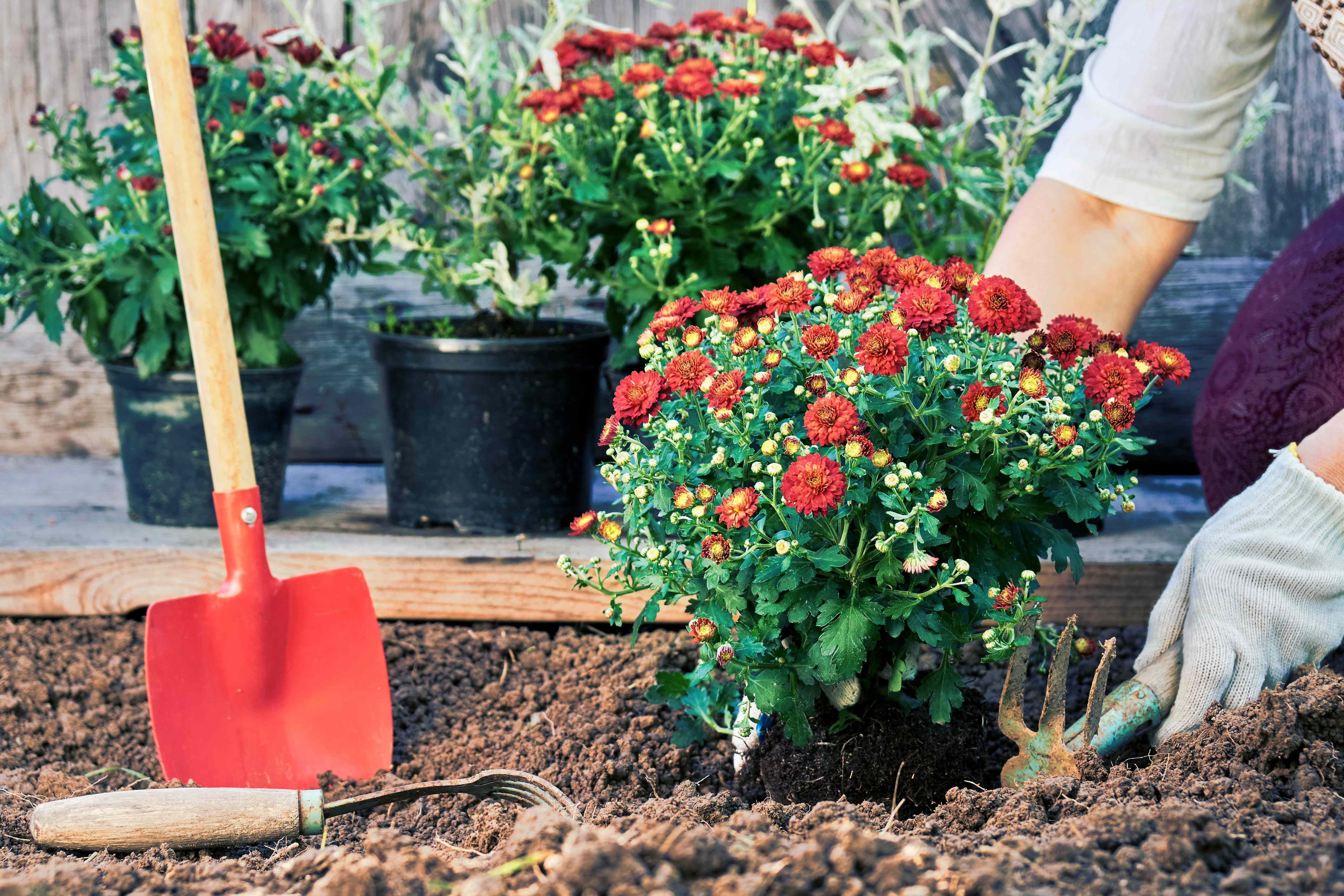 6 Plants You Can Still Plant in September for a Longer Gardening Season