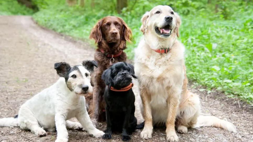 Dog daycare business loses appeal over barking