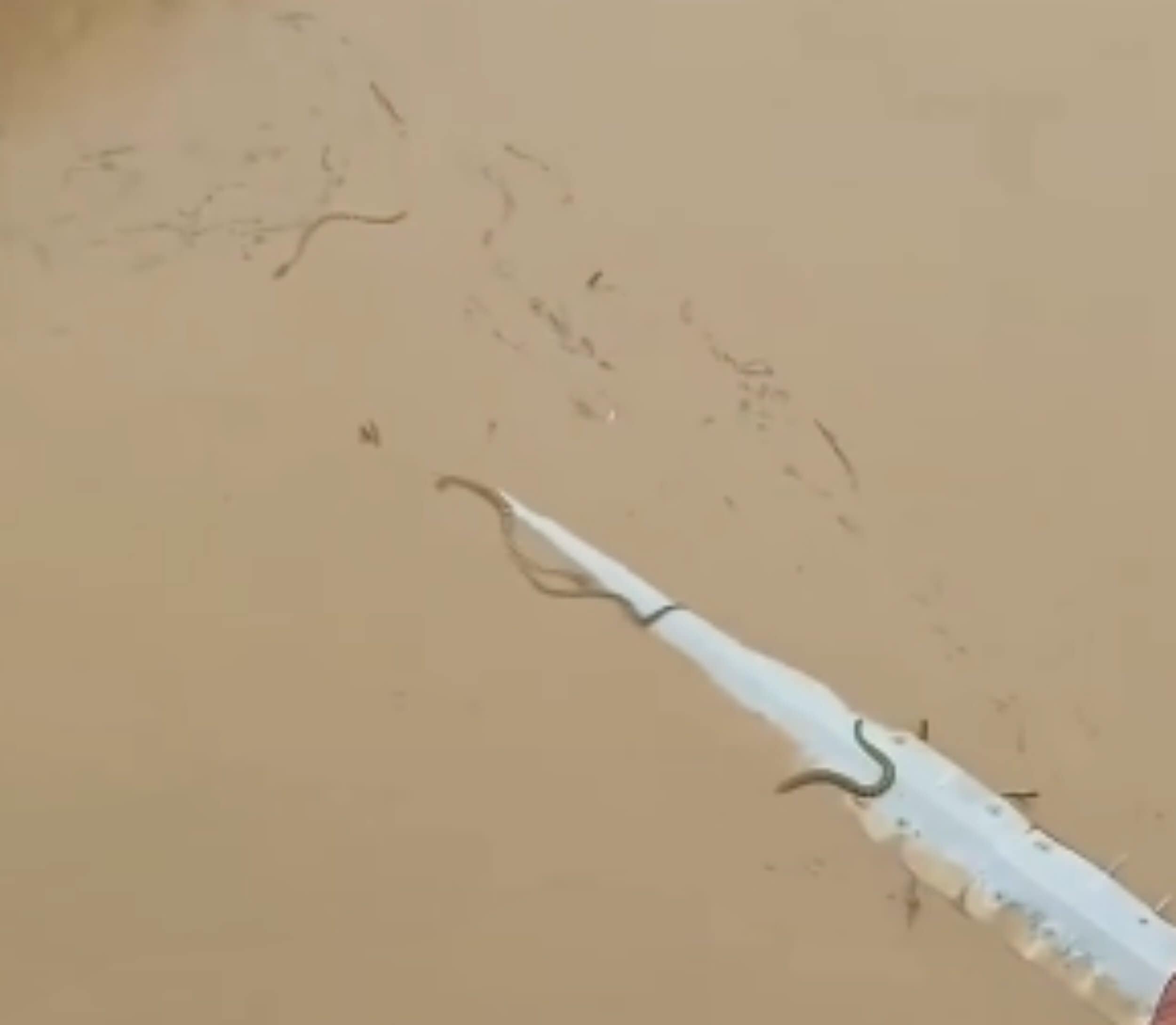 Typhoon Maysak Burst a Dam — and 900 Snakes Washed into Villages - AOL
