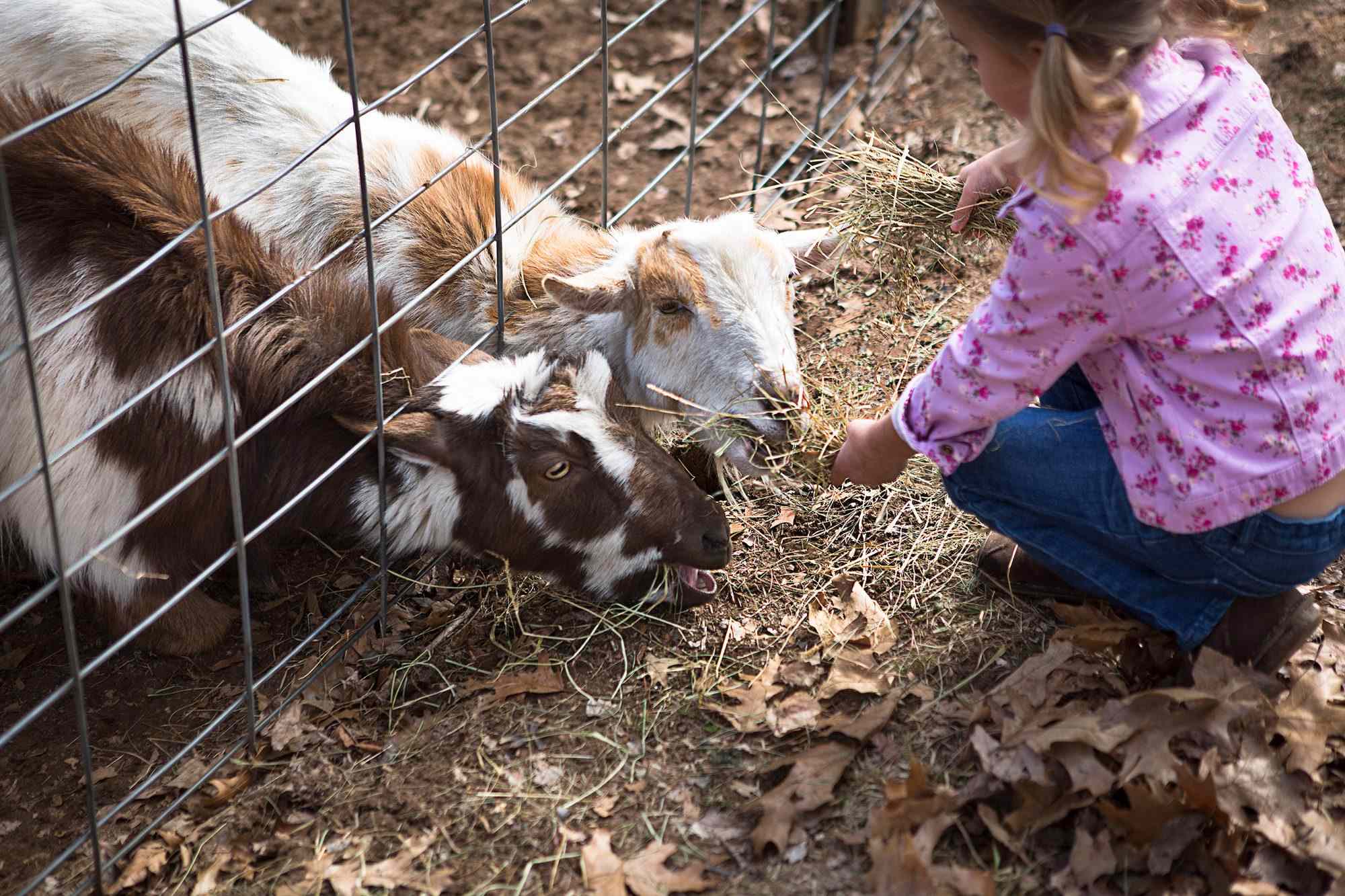 3-Year-Old Girl Dies After Contracting E. Coli at Petting Zoo: ‘We’ve Been Living a Nightmare’
