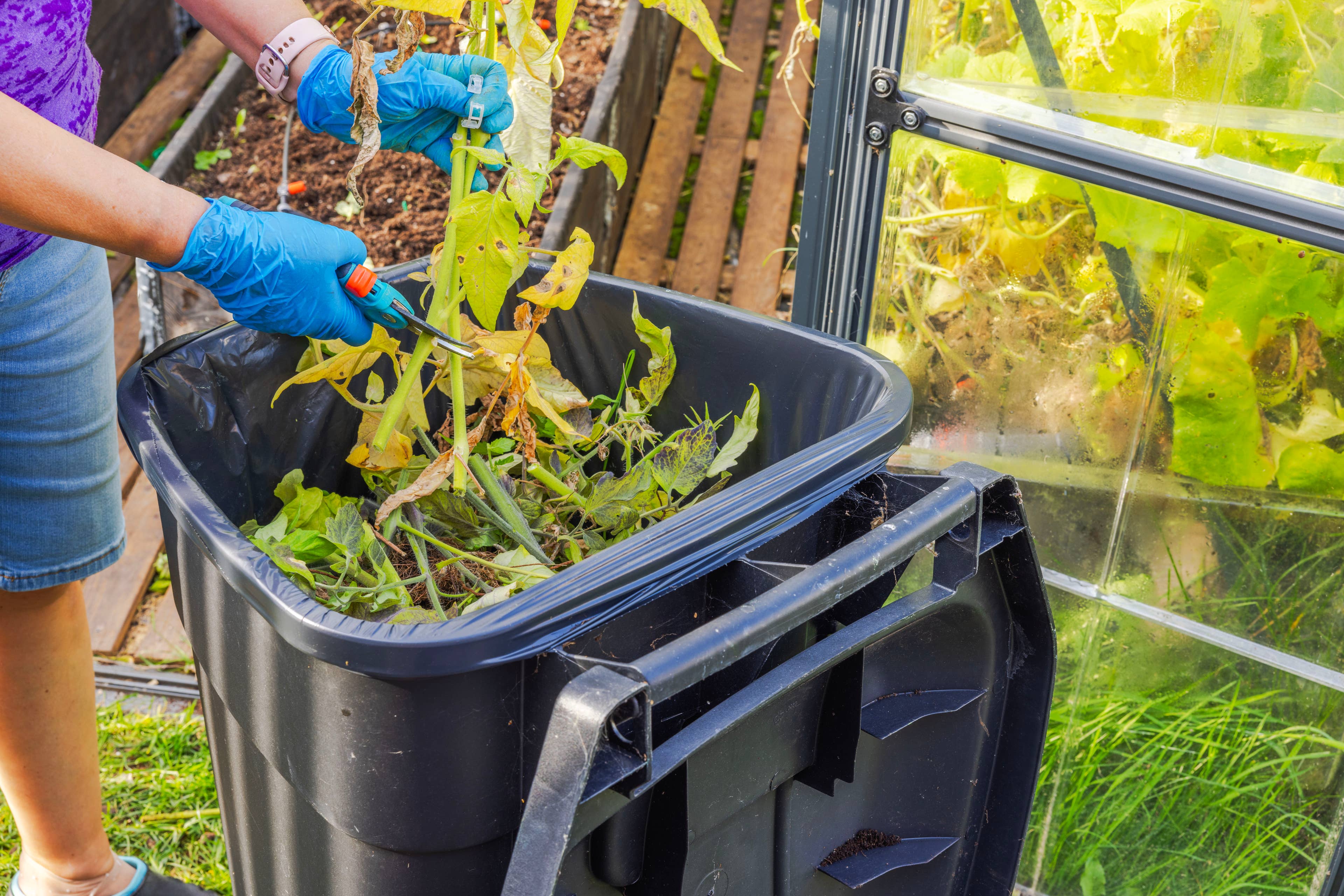Why You Should Avoid Composting Spent Tomato Plants: Expert Insights