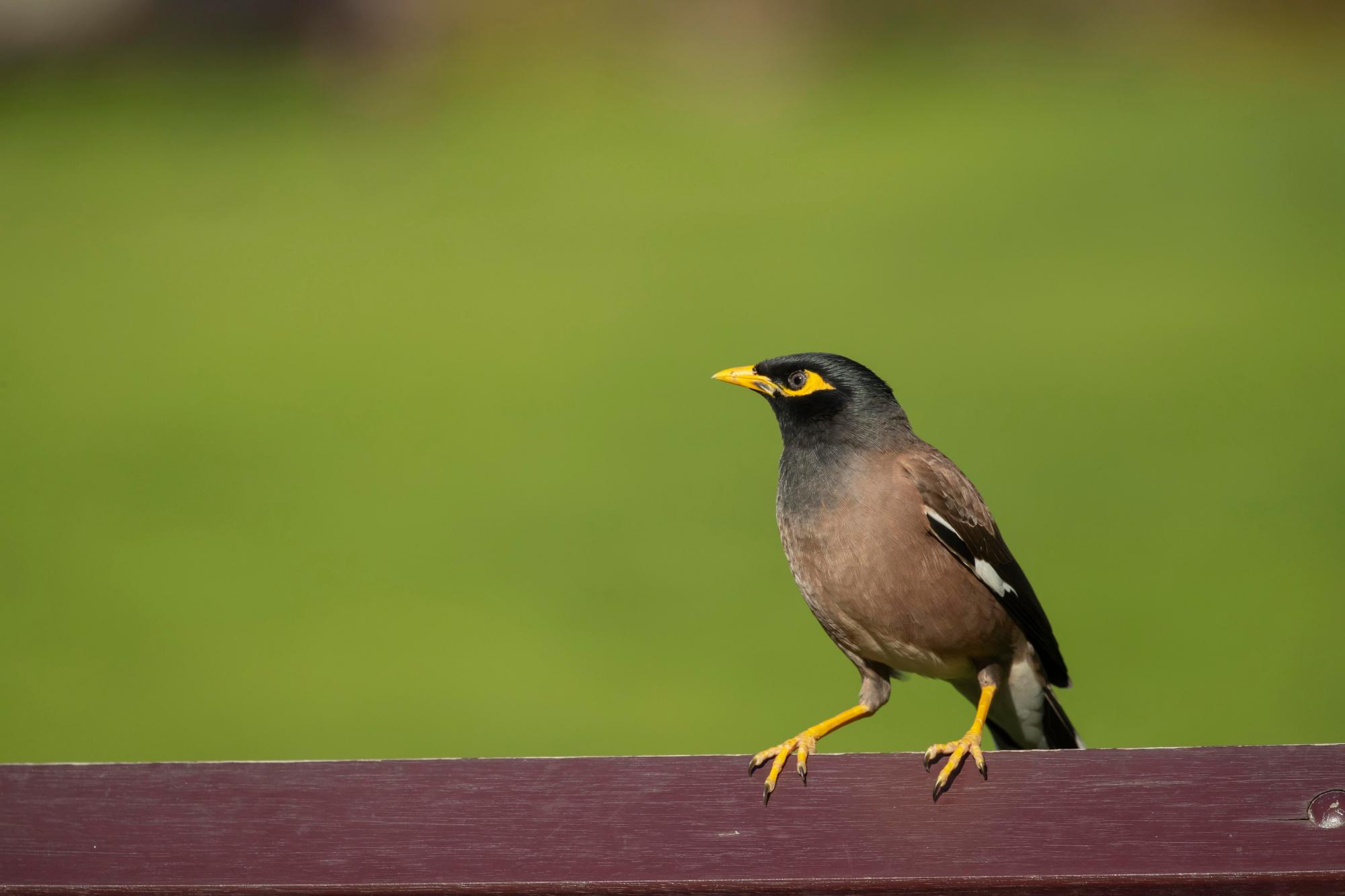 Moveable feast: myna birds on train in viral video looking for food, not a ‘joyride'