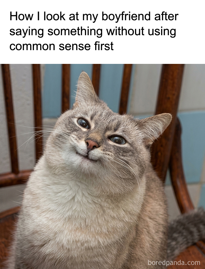 77 Cat Memes You Will Probably Want To Send To Someone Special AOL 77-cat-memes-you-will-probably-want-to-send-to-someone-special-aol