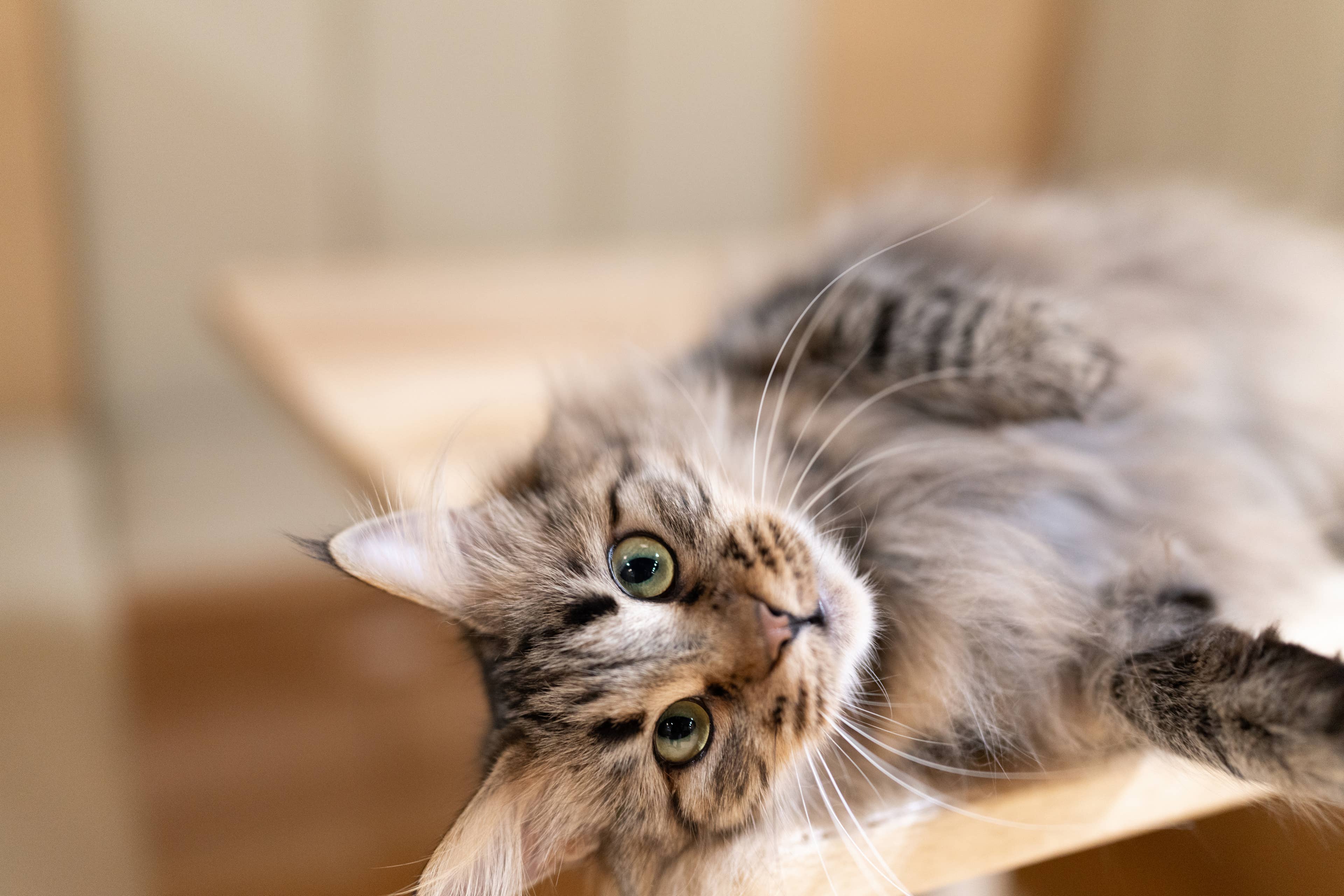 Rare Polydactyl Maine Coon Has a Whopping 25 Toes: 'The More Beans, the Better'