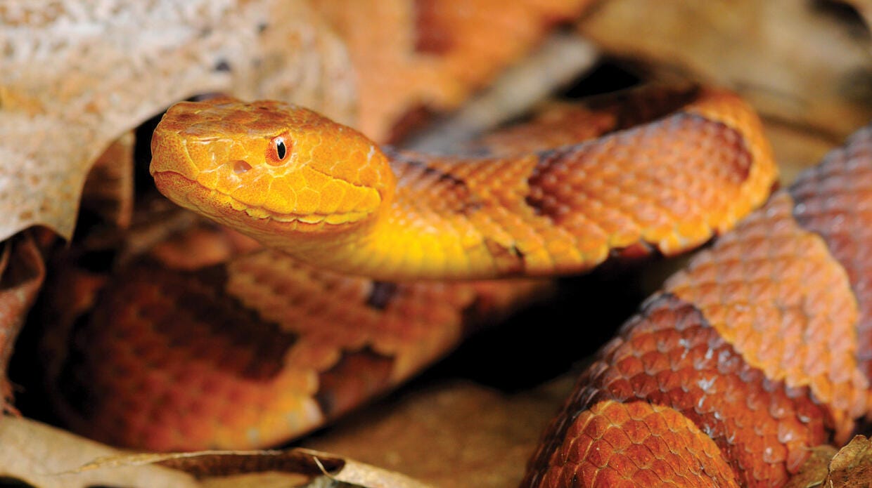 Copperheads have a second mating season in fall. Can you kill them in SC?