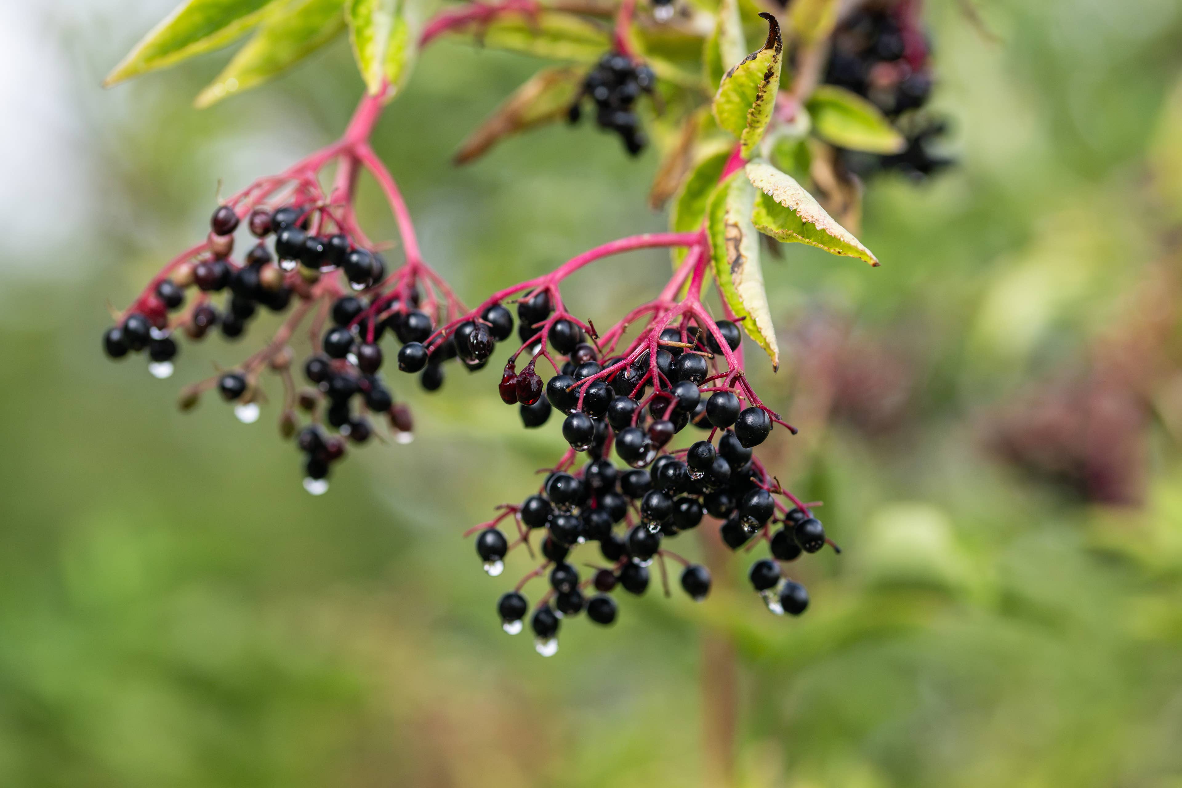 Study Says Polyphenols Don't Build Muscle, But Here's The Twist