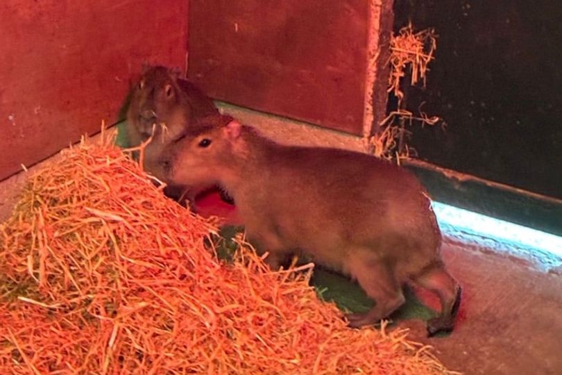 Zoo confirms sighting of missing capybara months after daring escape from Hampshire enclosure