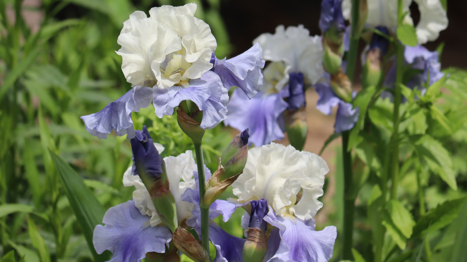 Caring For Bearded Irises In Late Summer: Expert Tips From Our Professional Gardener