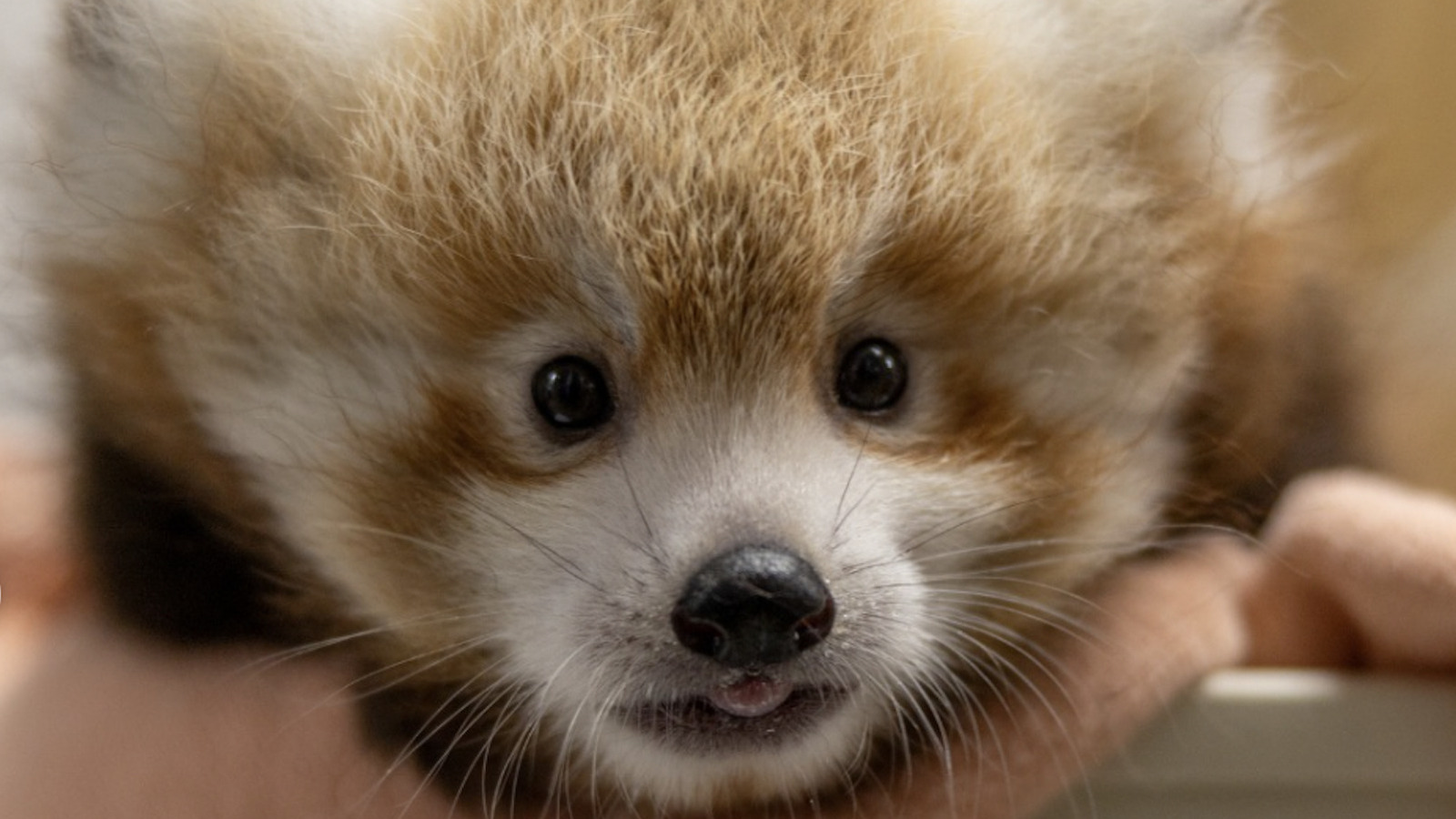 The Cutest Baby Animals Born At Zoos In 2026 So Far AOL