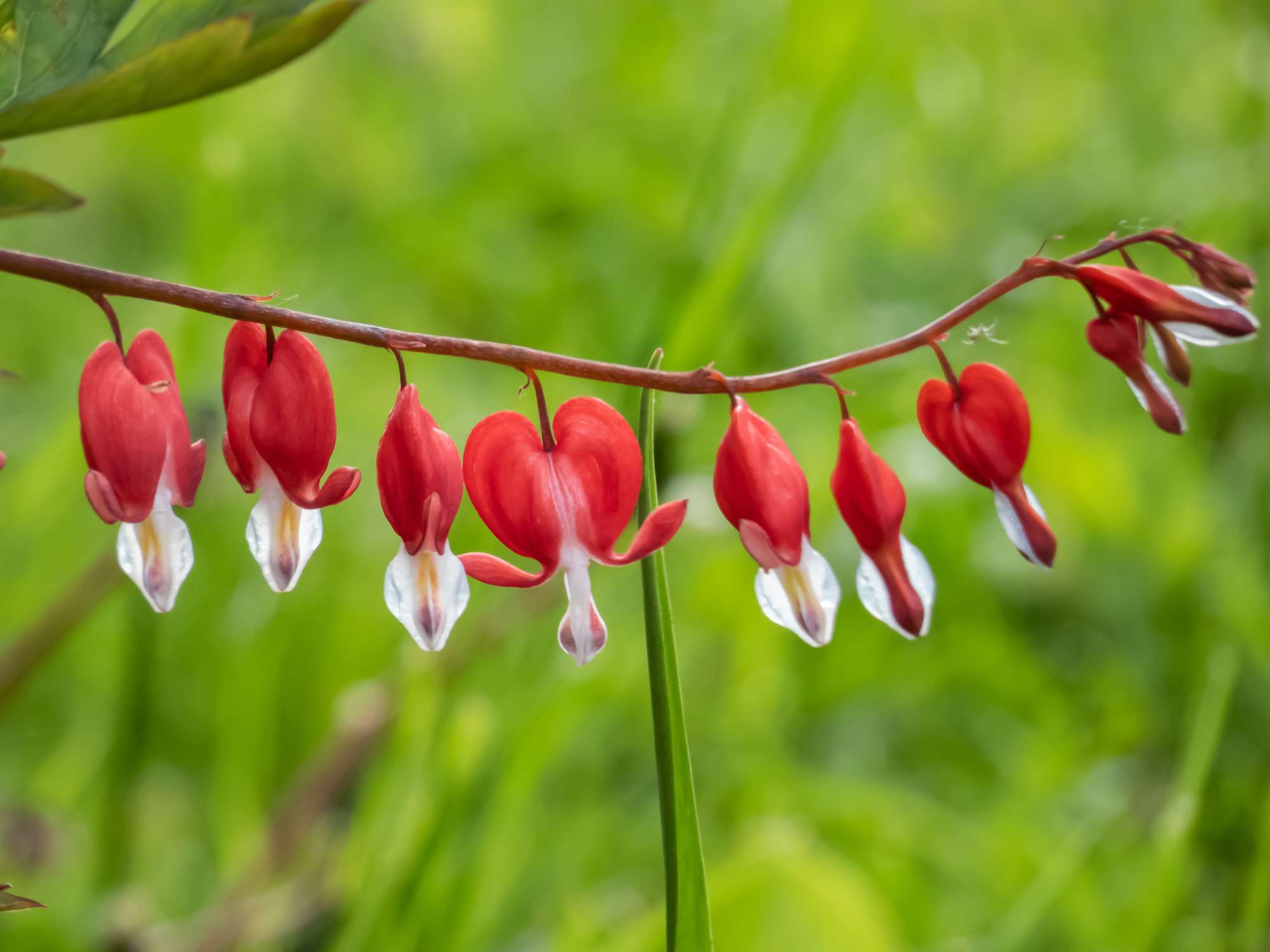 Make Next Year’s Garden Even Easier by Planting These 6 Low-Maintenance Perennials This Fall