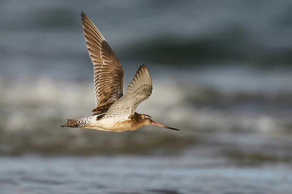 Arctic Shorebirds Begin Arriving in Australia After Epic Global Flights