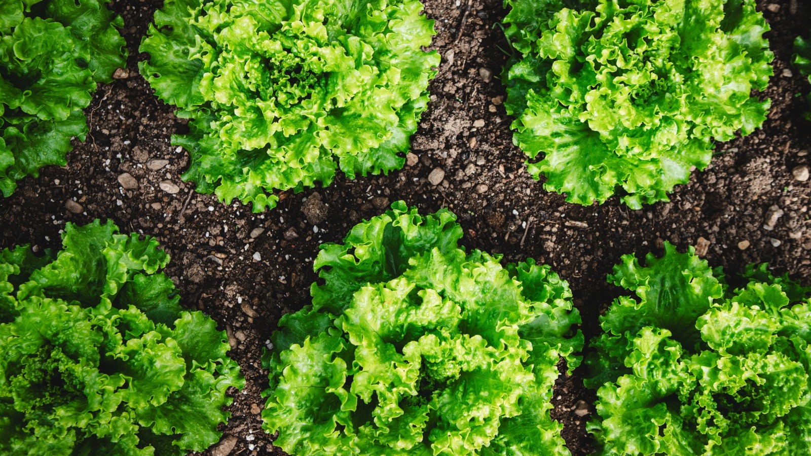 Aldi Vs Costco Lettuce: Which Grocery Store Has The Better Deal?