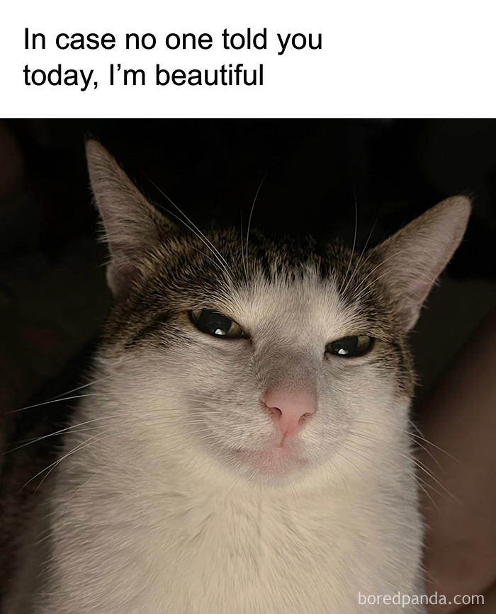 These 77 Relatable Cat Memes Are The Best Way To Start The Day With A these-77-relatable-cat-memes-are-the-best-way-to-start-the-day-with-a