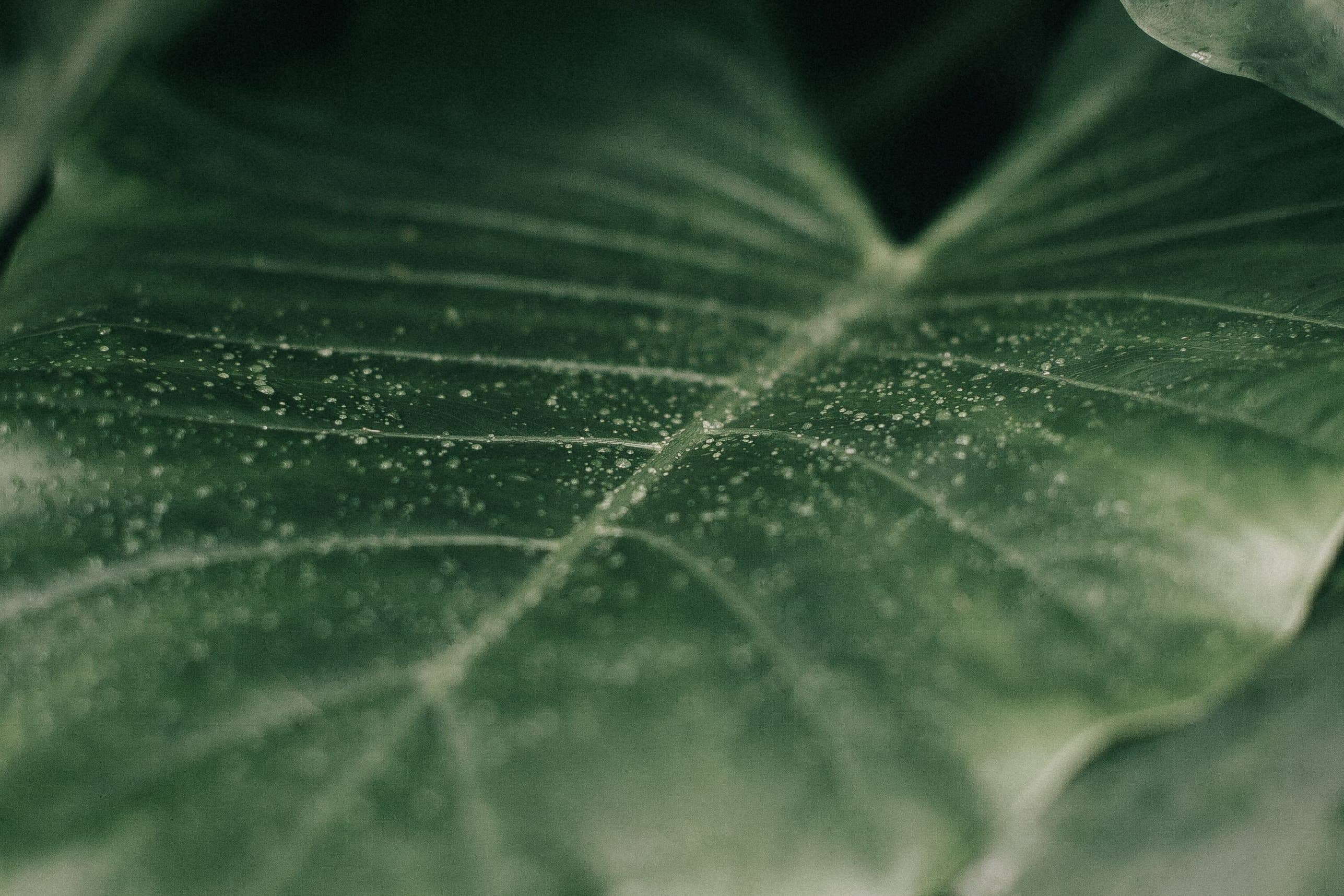 Tiny Pale Spots on Your Plant Leaves? Don't Ignore Them, Warns a Houseplant Expert