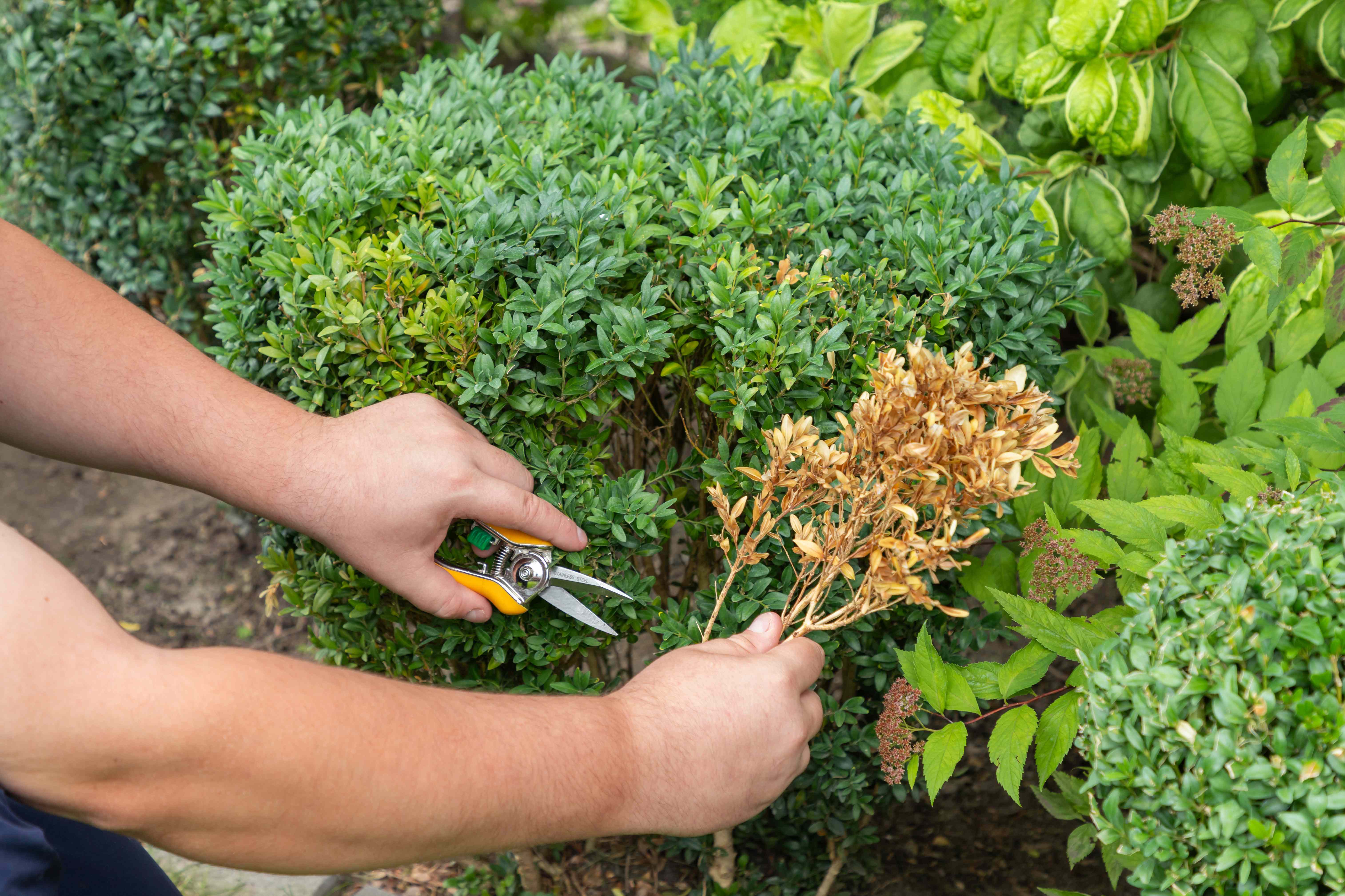 Is It Okay to Prune Bushes During a Dry Spell? Here's What Gardeners Say
