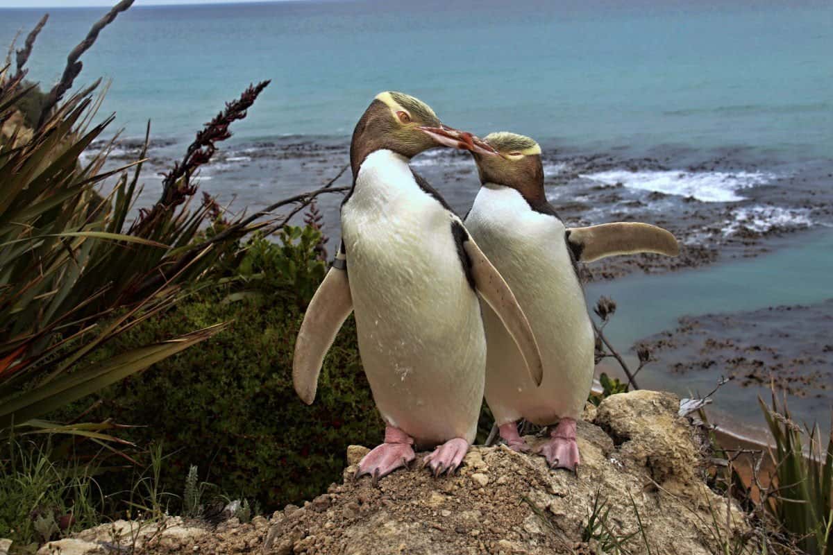 One of the World’s Rarest Penguins Begins Breeding in September
