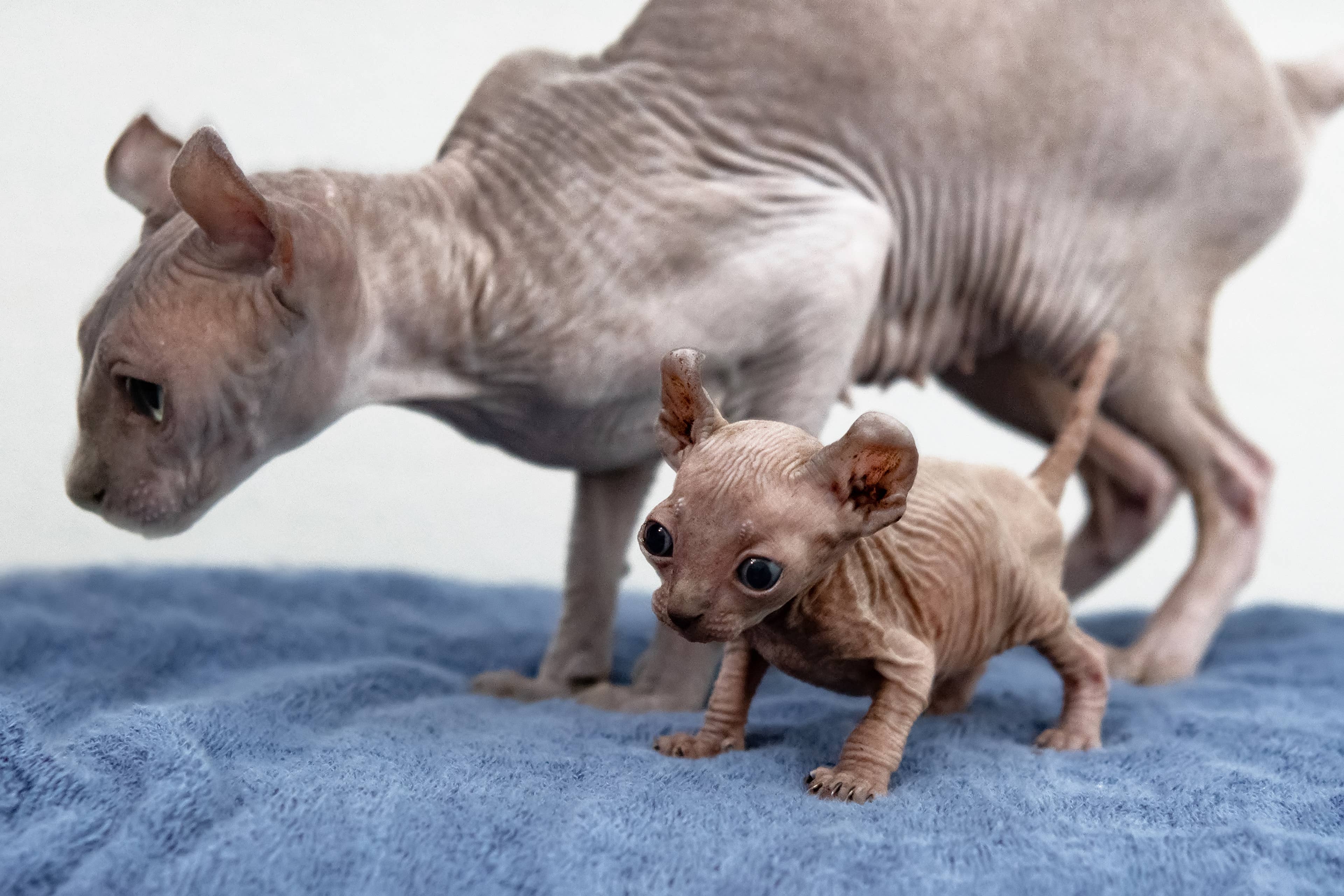 Wrinkles, Care Routines, and Viral Bonds: the Real Lifestyle Reality Behind Hairless Sphynx Cats