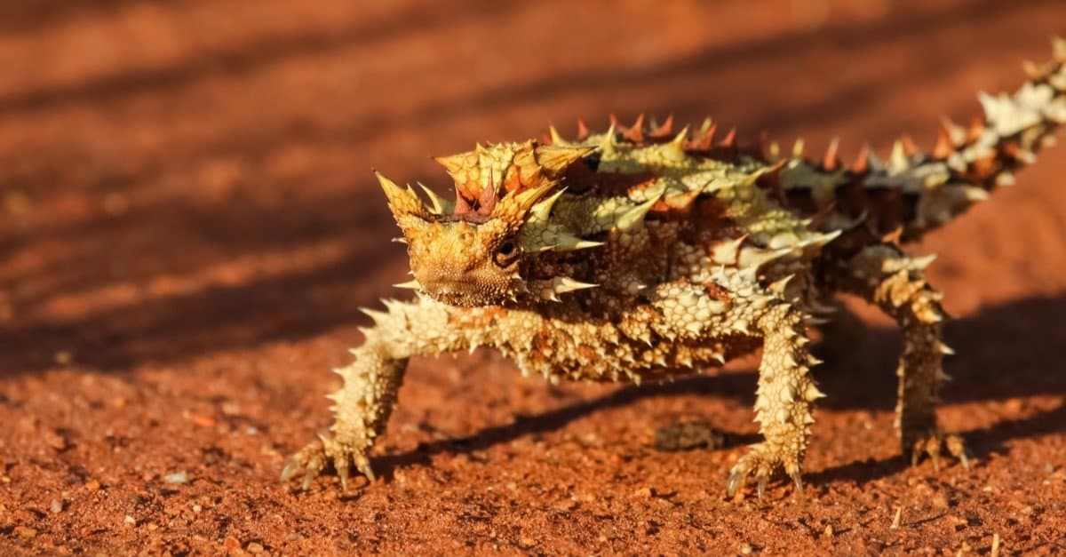 This Australian Lizard Sips Rain That Rolls Down Its Spikes
