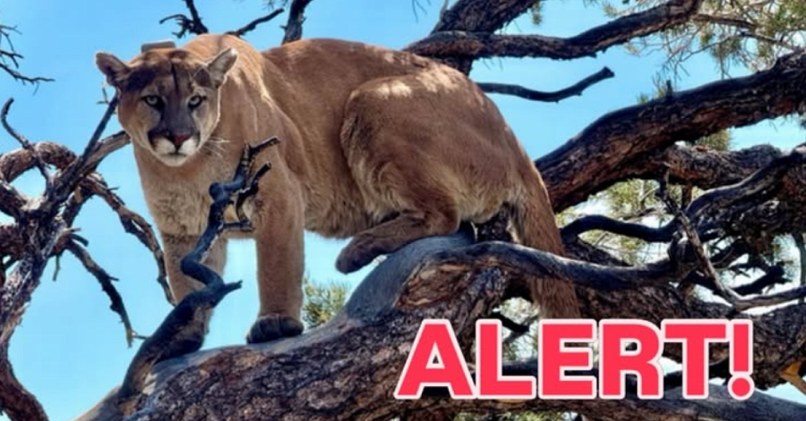 mountain-lion-located-in-sf-s-panhandle-says-animal-care-and-control-aol