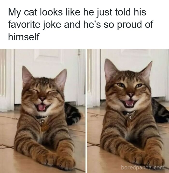 134-funny-and-adorable-animal-memes-to-turn-your-day-around-aol