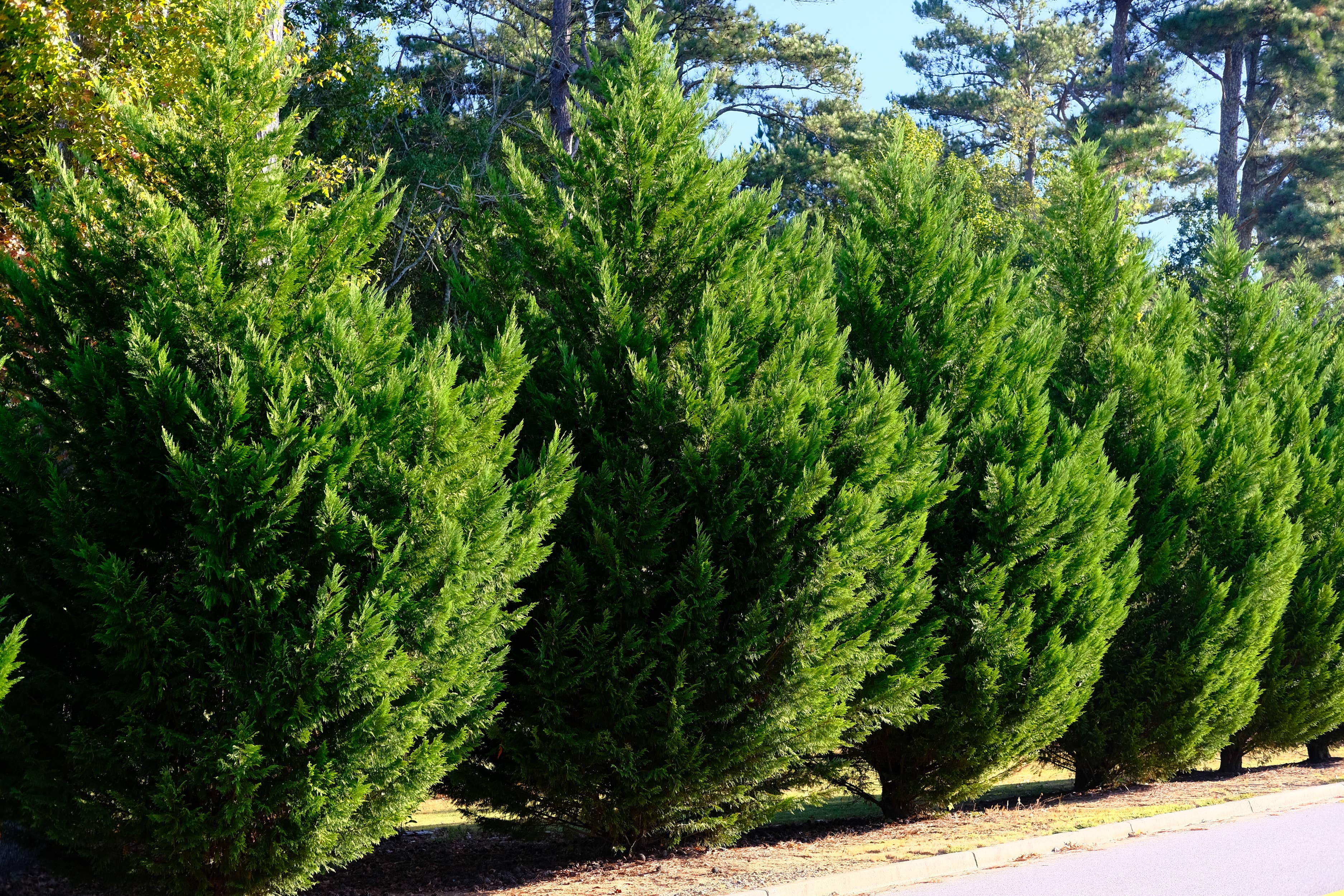 Avoid Leyland Cypress: 5 Expert-Recommended Privacy Shrubs for Your Yard