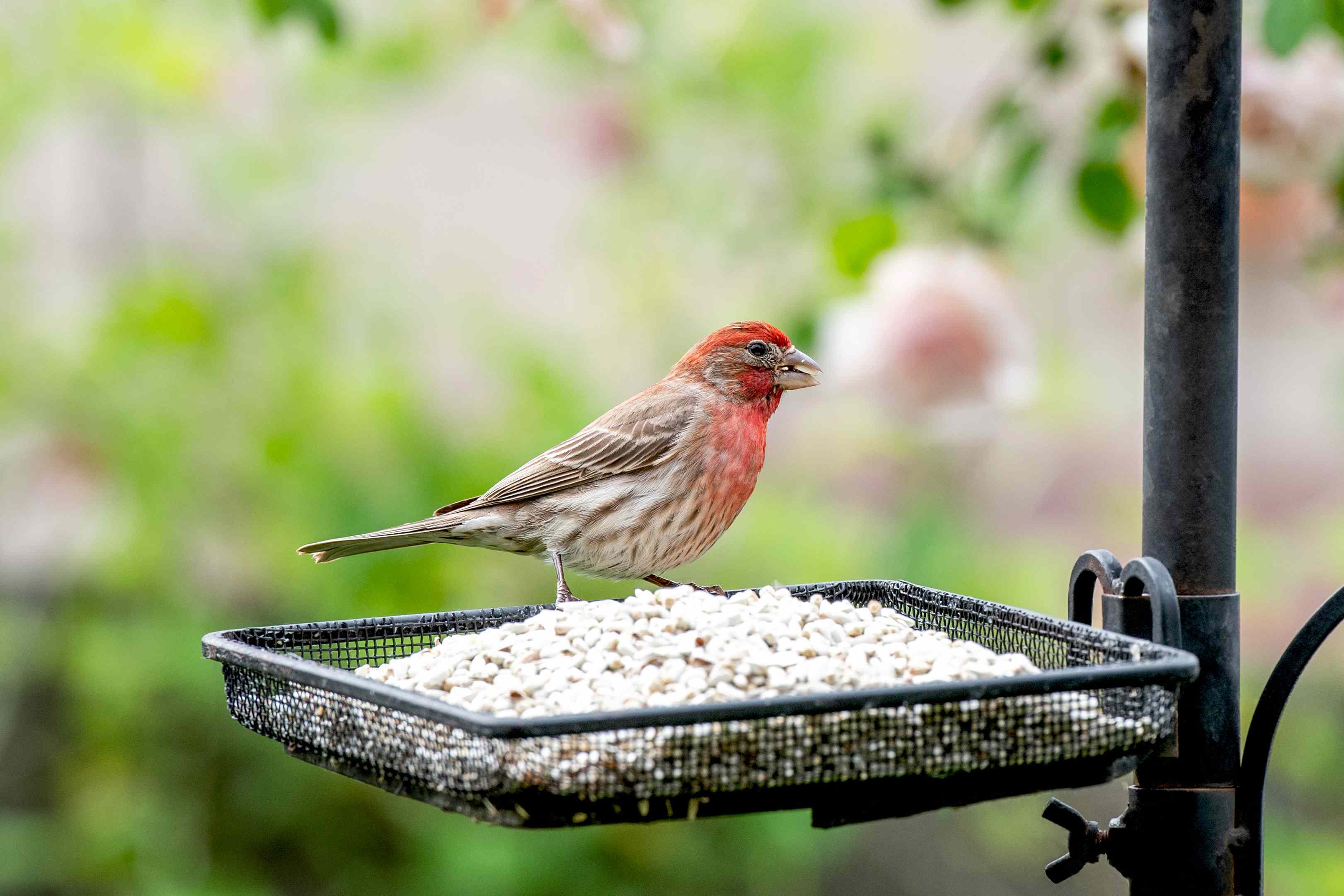 Want More Birds in Your Yard? Experts Share 6 Tips to Make Your Space More Inviting to Them