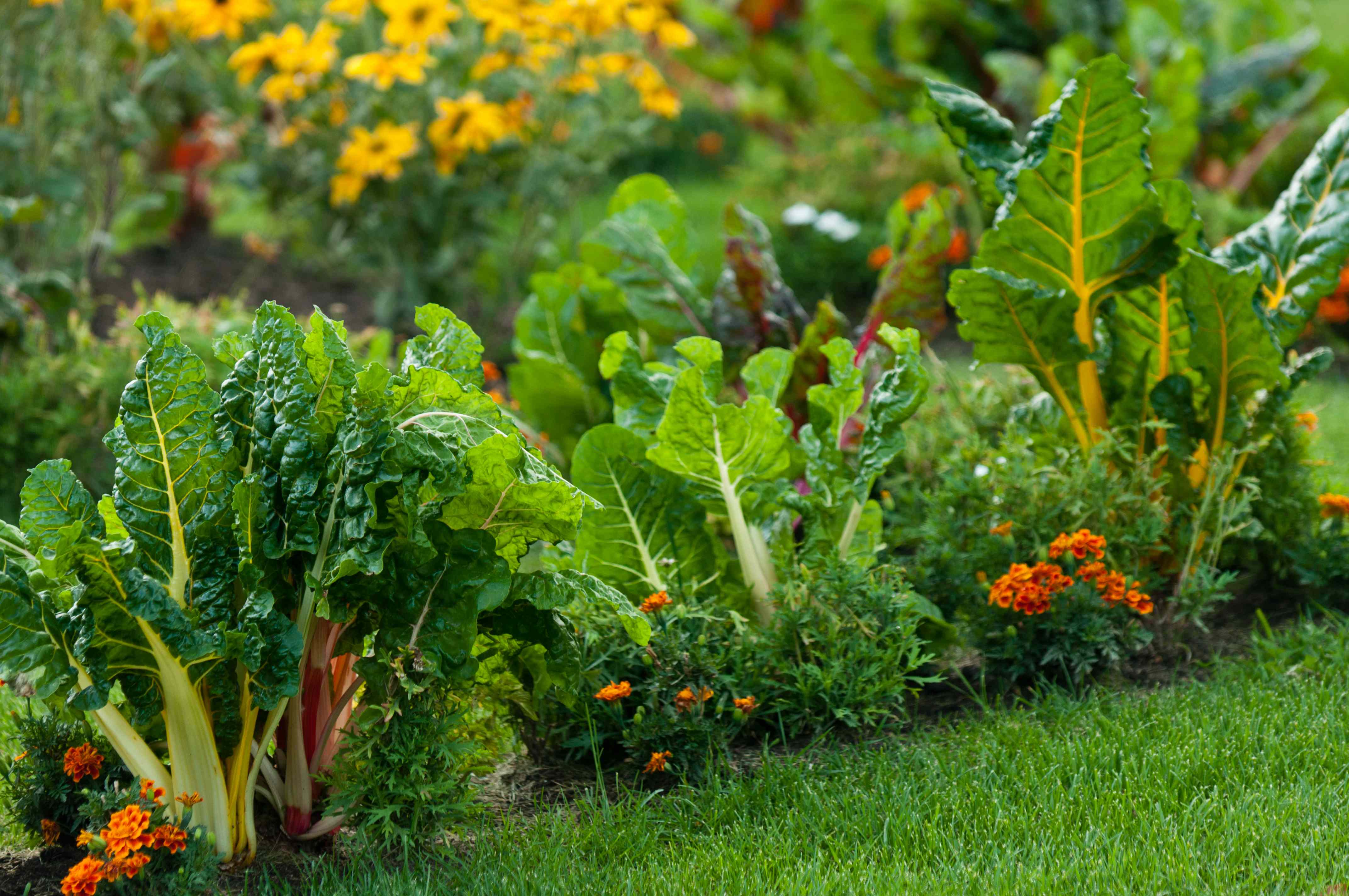 When Should You Plant Fall Vegetables for the Best Harvest? Garden Pros Explain How to Get Your Timing Right
