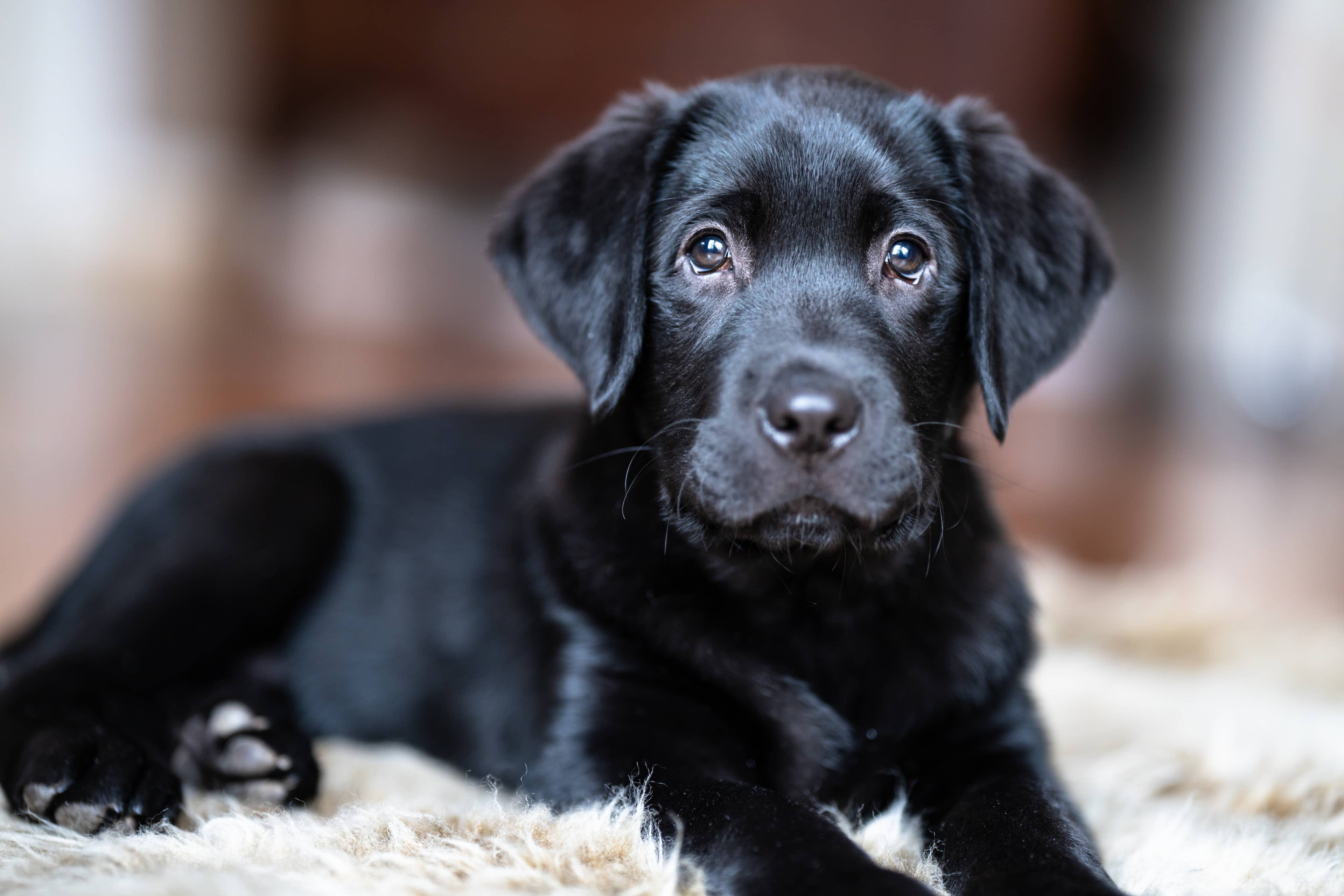Woman Mics Up Labrador Puppy and the Internet Can't Get Enough