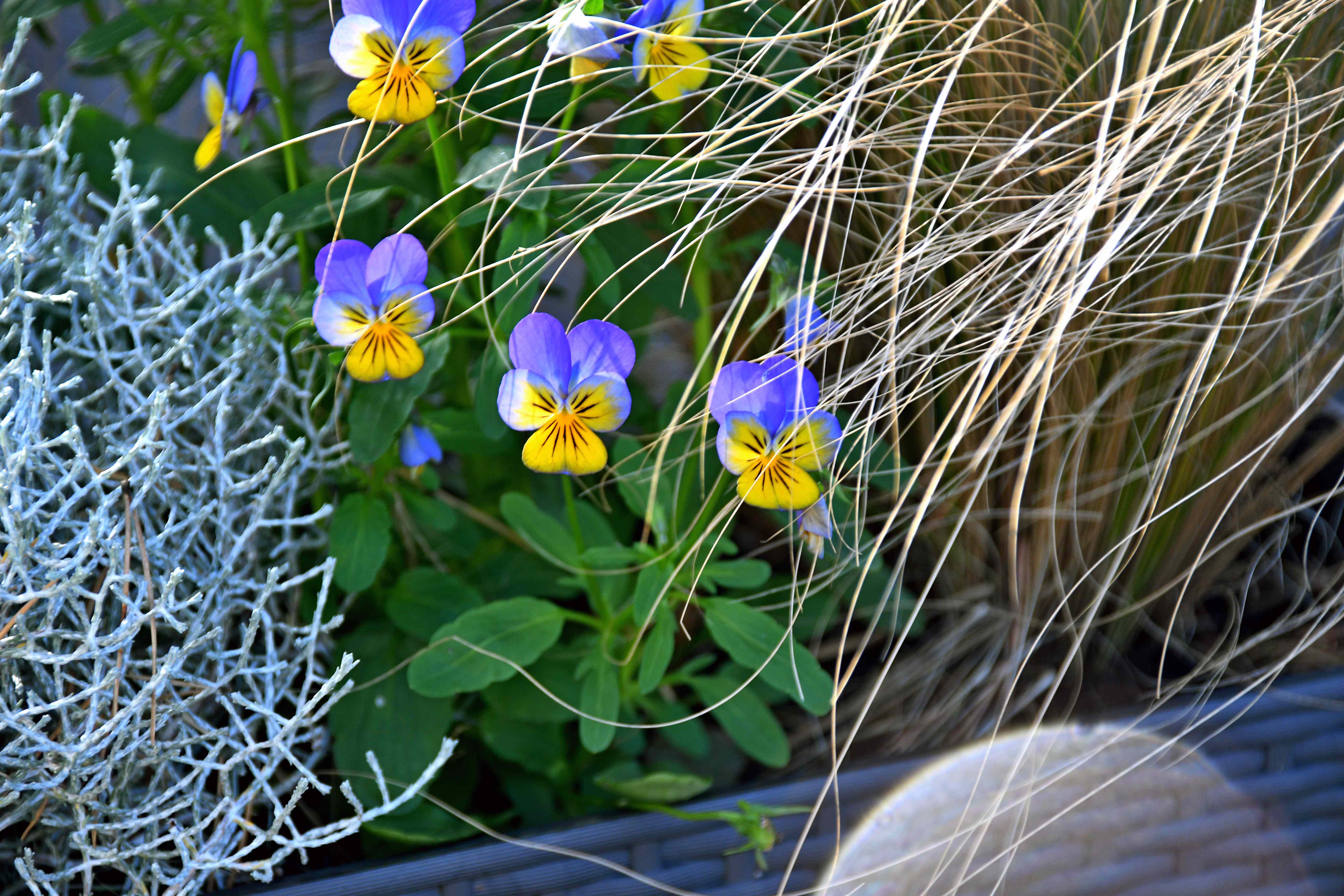 Gardening Season Isn’t Over Yet: 6 Fast-Growing Flowers You Can Still Grow Through the Start of Fall