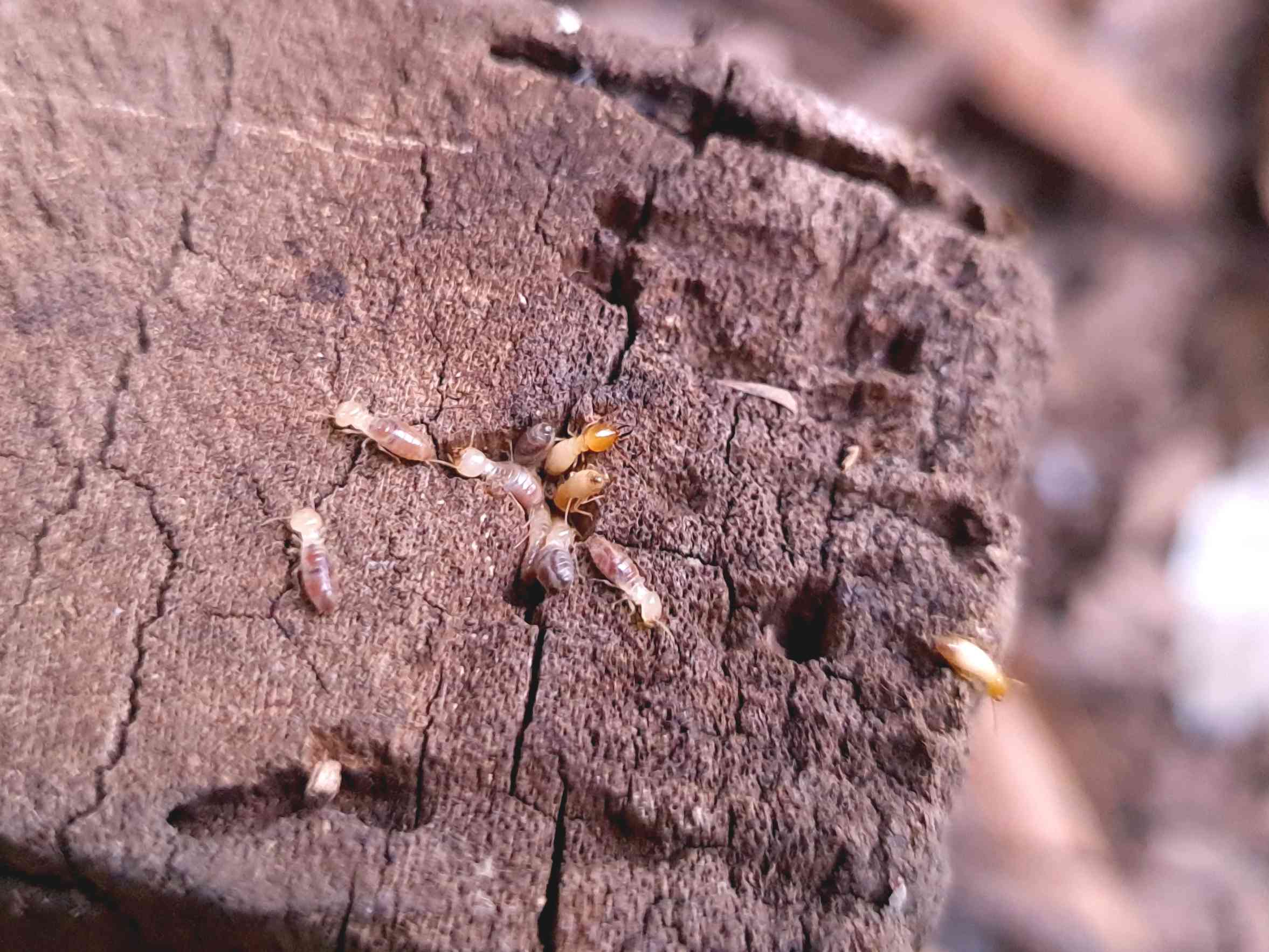 Termites Vs. Carpenter Ants: How To Tell The Difference Before They Damage Your Home