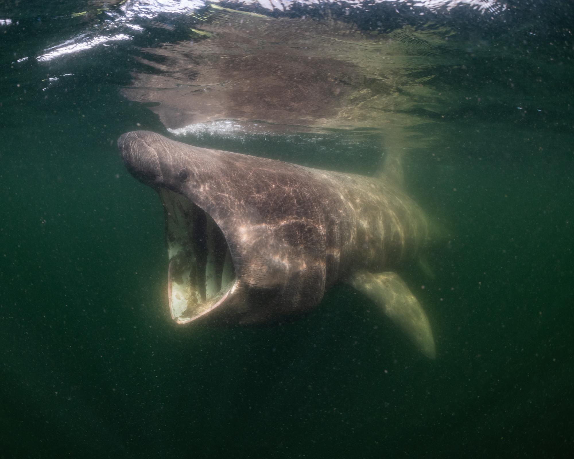 Sharks are my film stars': how the Jacques Cousteau of the North Sea finally unlocked its beauty - AOL