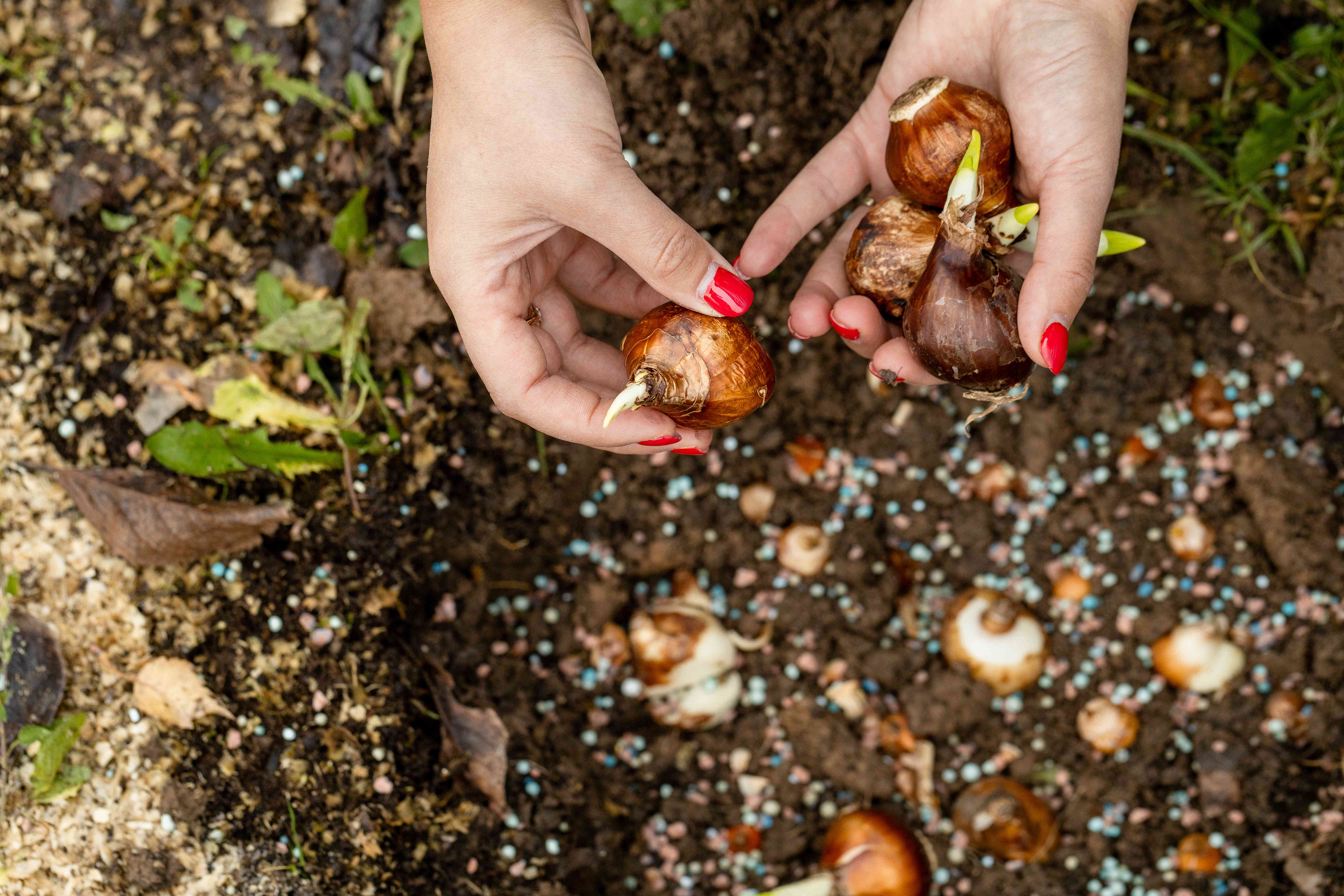 Gardeners Have Given Up on These 6 Bulbs for Good—Here's What They Recommend Planting Instead