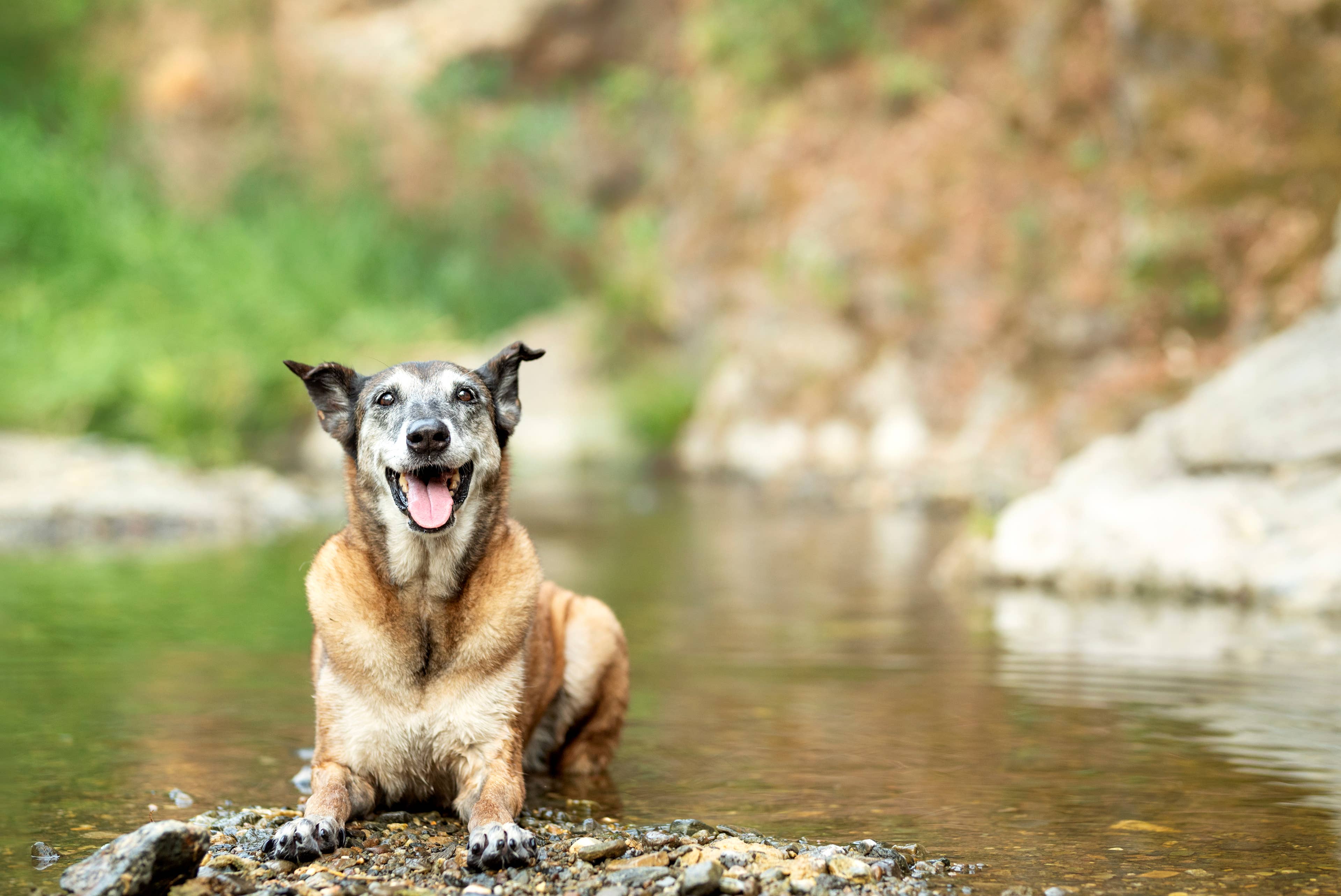 Senior Belgian Malinois Is Completely Wiped Out After the Best Camping Trip