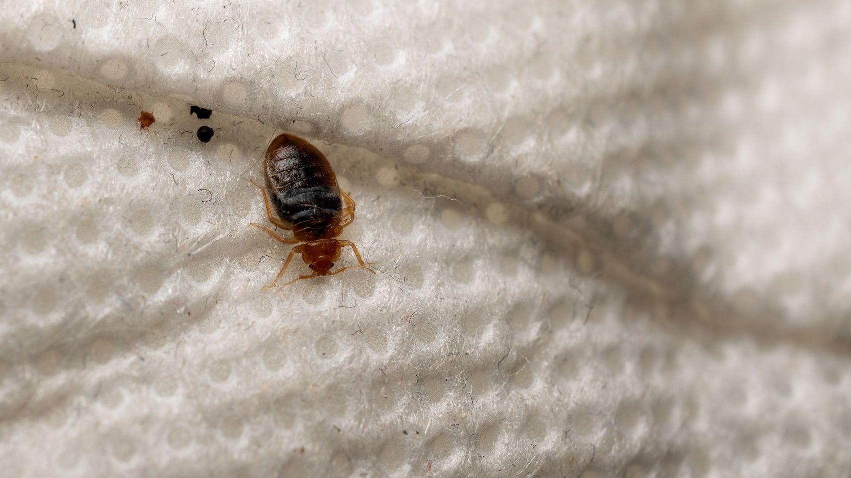 Family 'isolated' by 16-month bedbug infestation