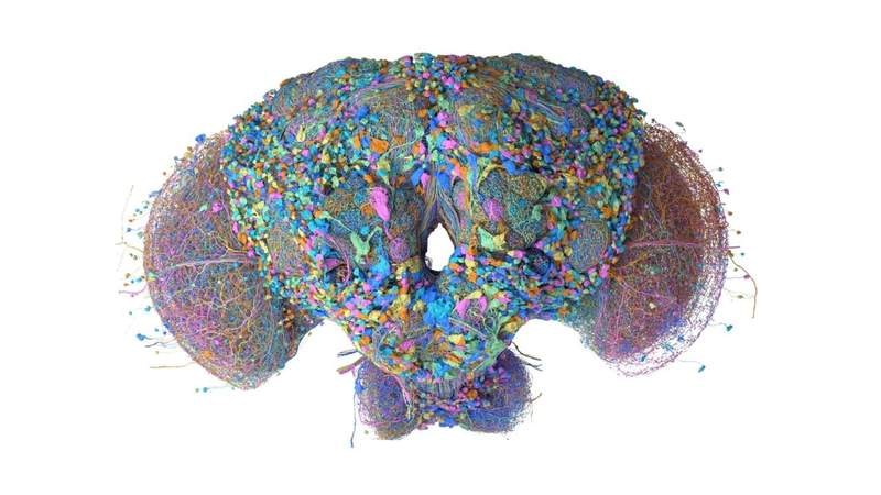 Google Mapped a Fruit Fly's Brain. Now It's Playing Doom and Super Mario 64