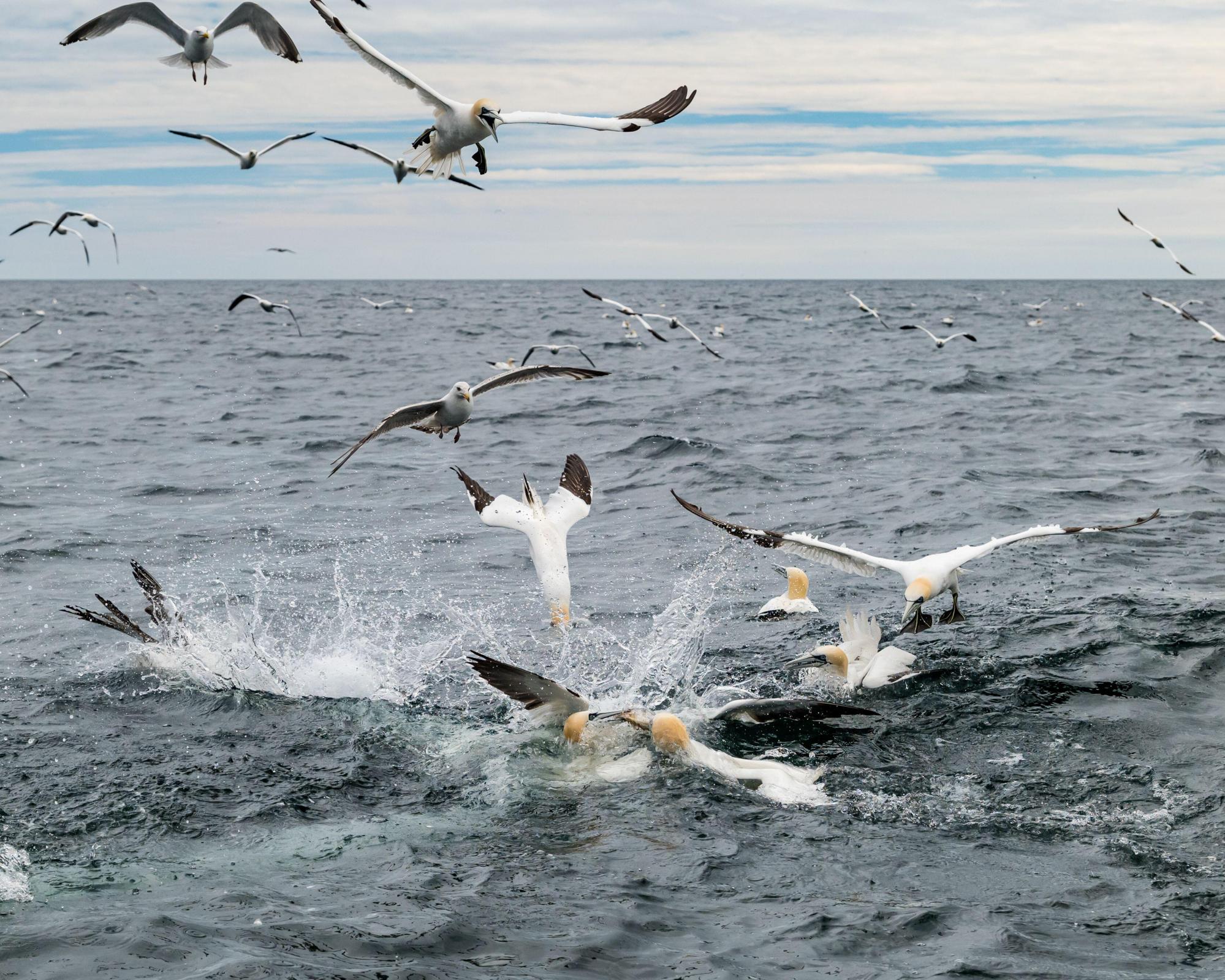 Save our seabirds from the huge windfarm due to be built near Bass Rock