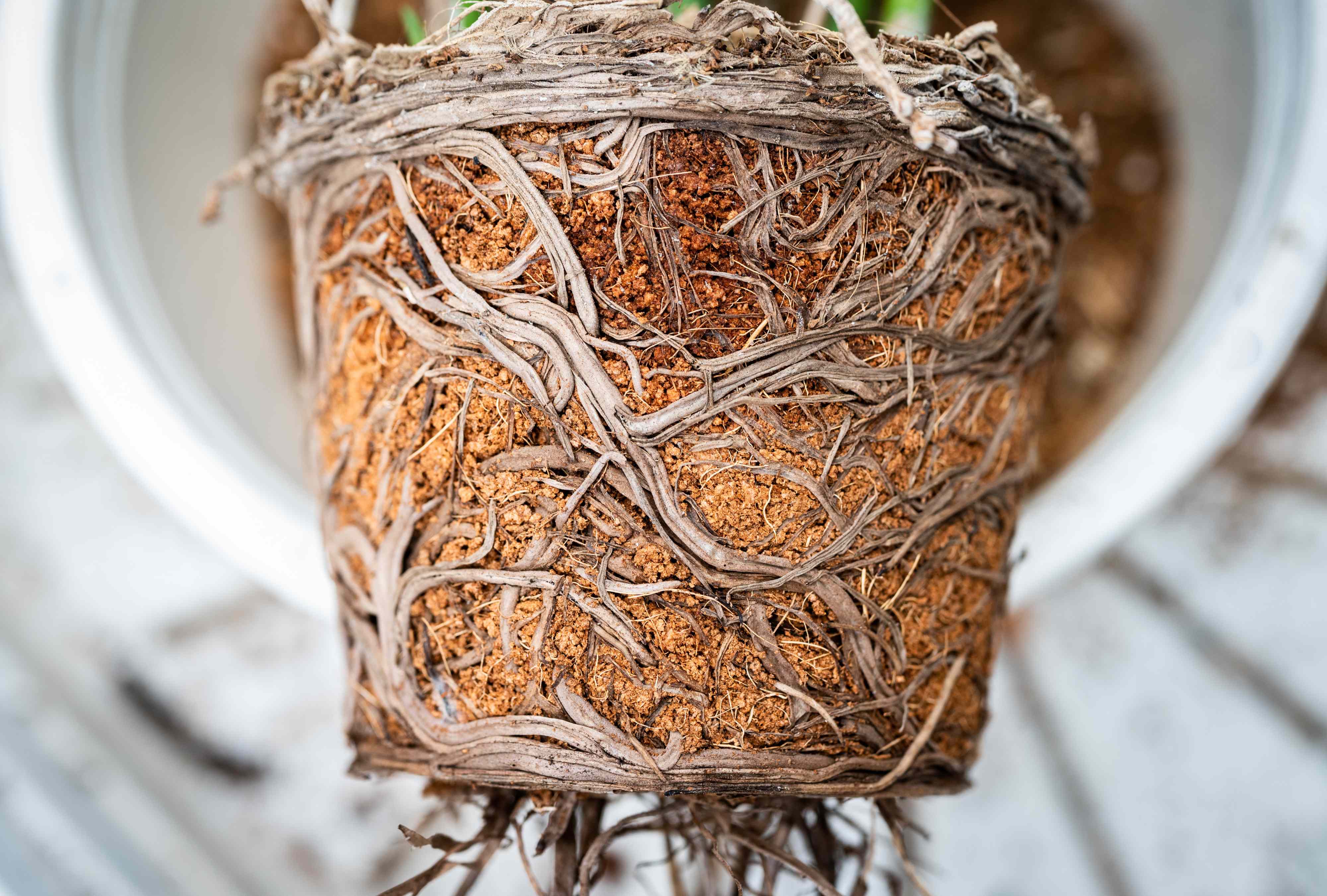7 Houseplants That Thrive When They’re a Little Root-Bound