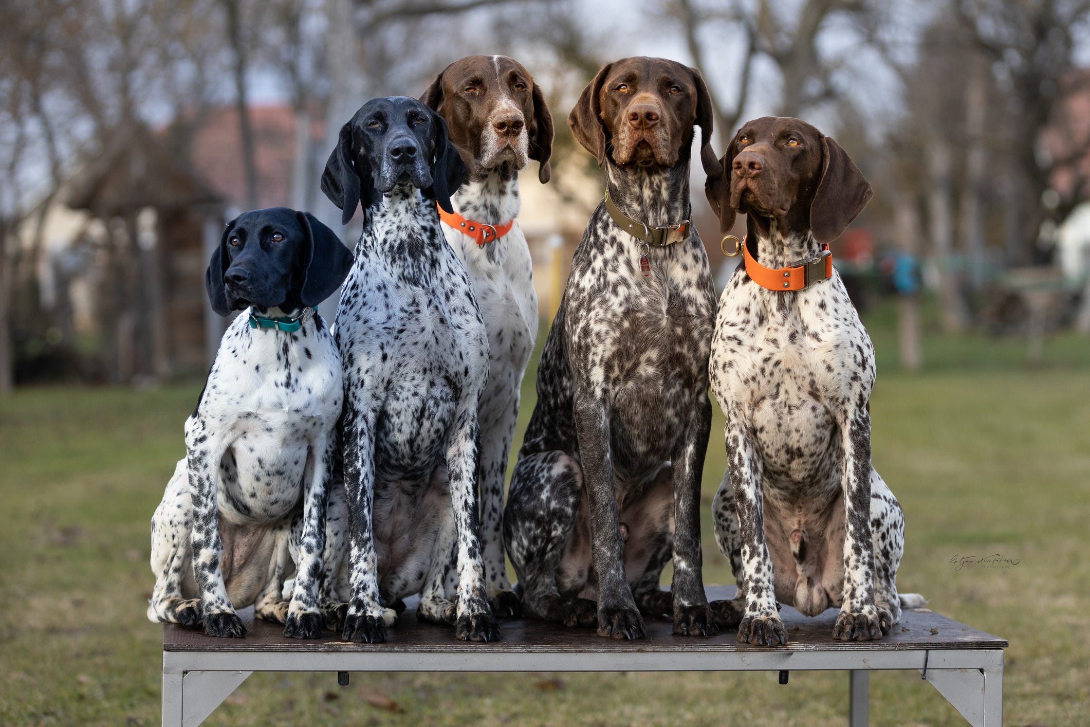 German shorthaired pointer: Facts to know about this athletic, versatile breed