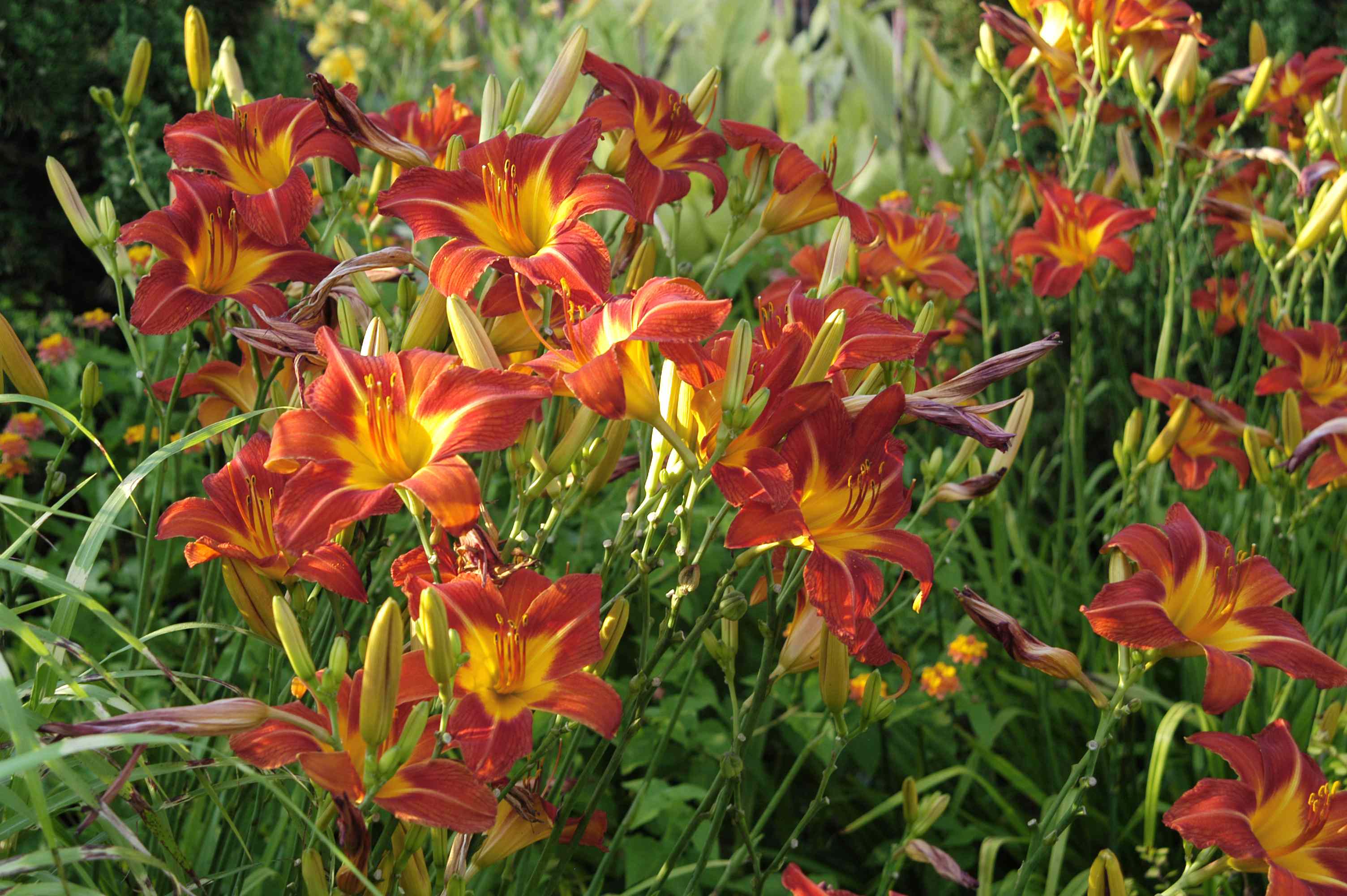 Should You Prune Daylilies in the Fall? Here’s What to Do for Better Blooms